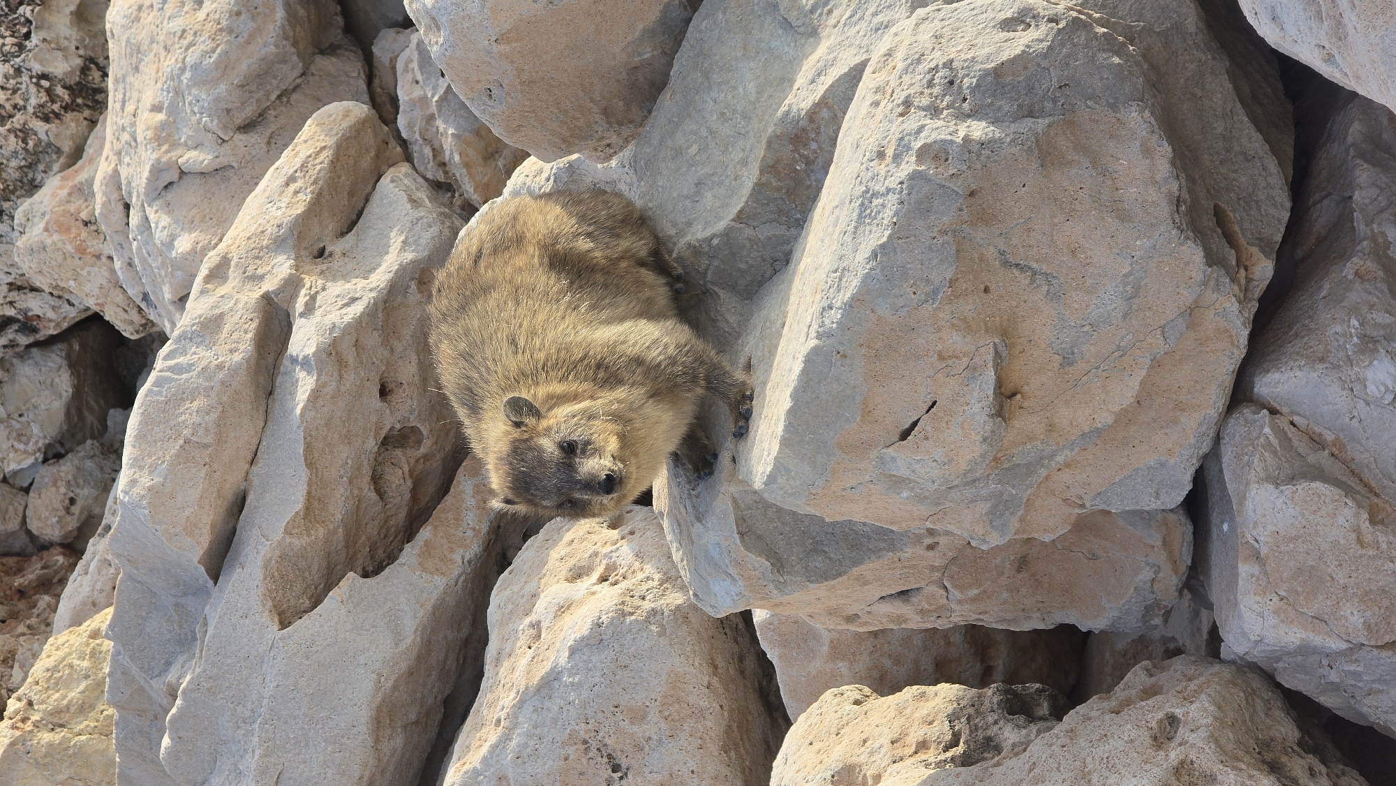 A small, furry mammal, likely a rock hyrax, is perched on a pile of large, light-colored rocks. The animal has brown fur with lighter brown patches and dark eyes. Its paws are visible on the rocky surface. The background consists of more weathered rocks of varying sizes and textures, suggesting a natural, outdoor environment. The lighting indicates it is daytime, with shadows cast by the rocks. The image appears to be taken in a location that has a rocky terrain, possibly a coastal area or a mountainous region. Based on the information provided, this scene is located in Mate Asher Regional Council, Israel.