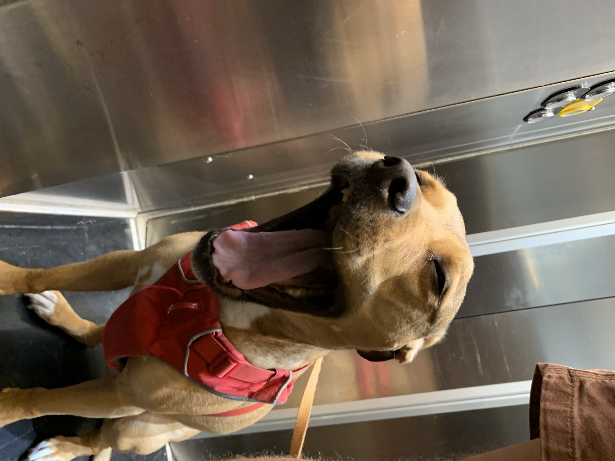 The photograph depicts a medium-sized tan dog with a red harness, lying on its back with its mouth open and tongue extended. The dog appears to be in an enclosed space with reflective metal walls and a dark floor. A portion of a person's leg covered in brown fabric is visible in the lower right corner of the image. There is no evidence in the photograph to suggest it was taken in Tel-Aviv, Israel.