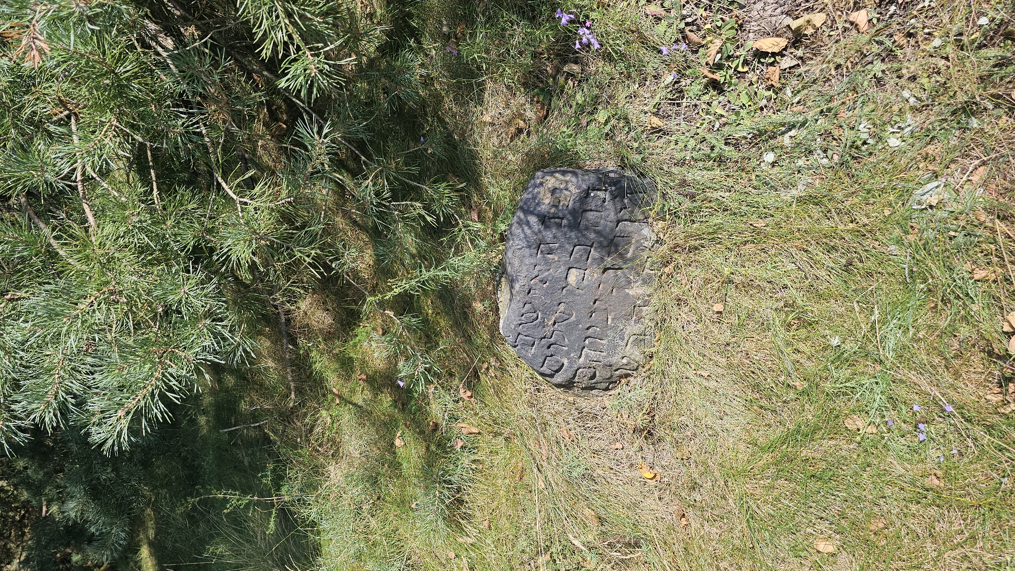A dark, rectangular stone with Hebrew inscriptions is placed on the ground in a grassy area. The stone is partially covered by fallen pine needles and branches from a pine tree. The surrounding environment is dry grass with some green patches, fallen leaves, and a few small purple flowers. The lighting suggests it is daytime, with dappled sunlight filtering through the tree's foliage, casting shadows on the stone and the ground. The overall scene appears to be outdoors, possibly in a natural or historical setting within the Дукорскі сельскі Савет, Belarus.