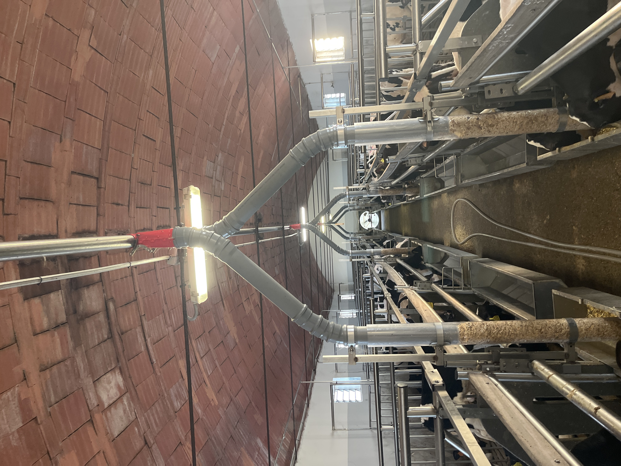 This image shows the interior of a dairy cow barn in Lonato del Garda, Italy. The barn has a vaulted ceiling covered in terracotta tiles. Along the length of the barn, there are rows of metal stanchions where cows are housed. In the foreground, large gray pipes arch overhead, converging towards the center of the barn. These pipes appear to be part of a ventilation or feeding system. Below the pipes, along the rows of stanchions, are metal troughs for feed and water. Several black and white dairy cows are visible in their stalls, some eating from the troughs. The floor of the barn is a dirt or concrete surface. Windows with visible light are present on the far walls of the barn. The overall impression is of a functional, working agricultural facility.