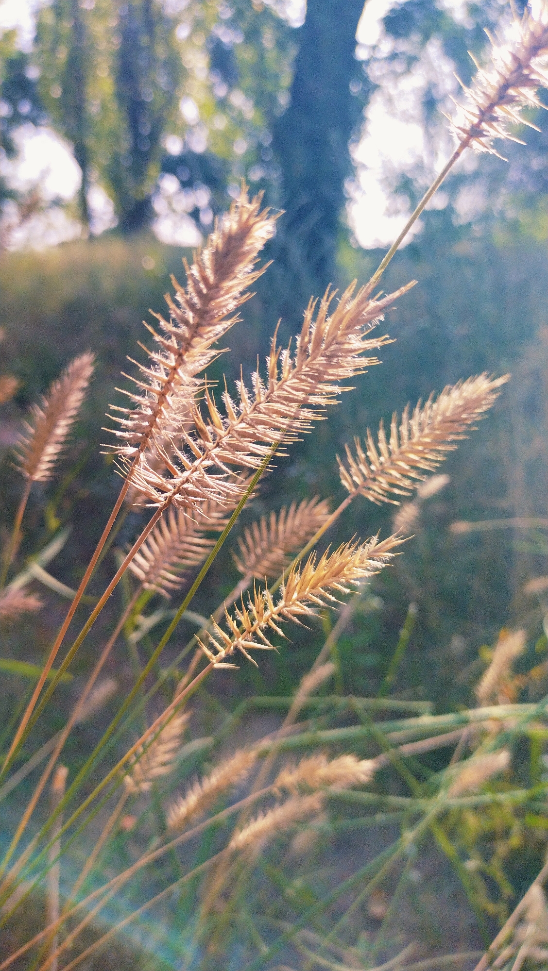 The image depicts a close-up view of several dried grass stalks with feathery seed heads, likely photographed in an outdoor, natural setting. The grass is golden brown and illuminated by sunlight, creating a warm glow and highlighting the delicate details of the seed heads. The background is blurred, showing a soft focus of green foliage and tree trunks, suggesting a park or a natural area within a city. There are visible lens flares, indicating the presence of strong light sources like the sun filtering through the leaves. The scene appears to be devoid of human presence or any specific urban infrastructure, focusing solely on the natural elements. While the image captures a natural scene, its exact location within Horishni Plavni, Ukraine, cannot be determined from the visual information alone.