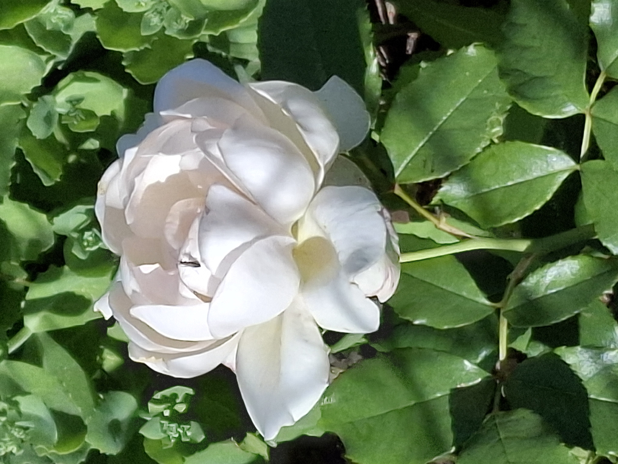 The image shows a close-up of a white rose in full bloom, with delicate, layered petals. The rose is positioned slightly off-center to the left of the frame. Surrounding the rose are lush green leaves, some of which are shaded, creating a contrast with the brightly lit petals. The background consists of more greenery, appearing to be a garden setting. The lighting suggests it is daytime, likely sunny, as indicated by the highlights and shadows on the petals and leaves. There is no visible text in the image. The overall mood is serene and natural, highlighting the beauty of the flower.