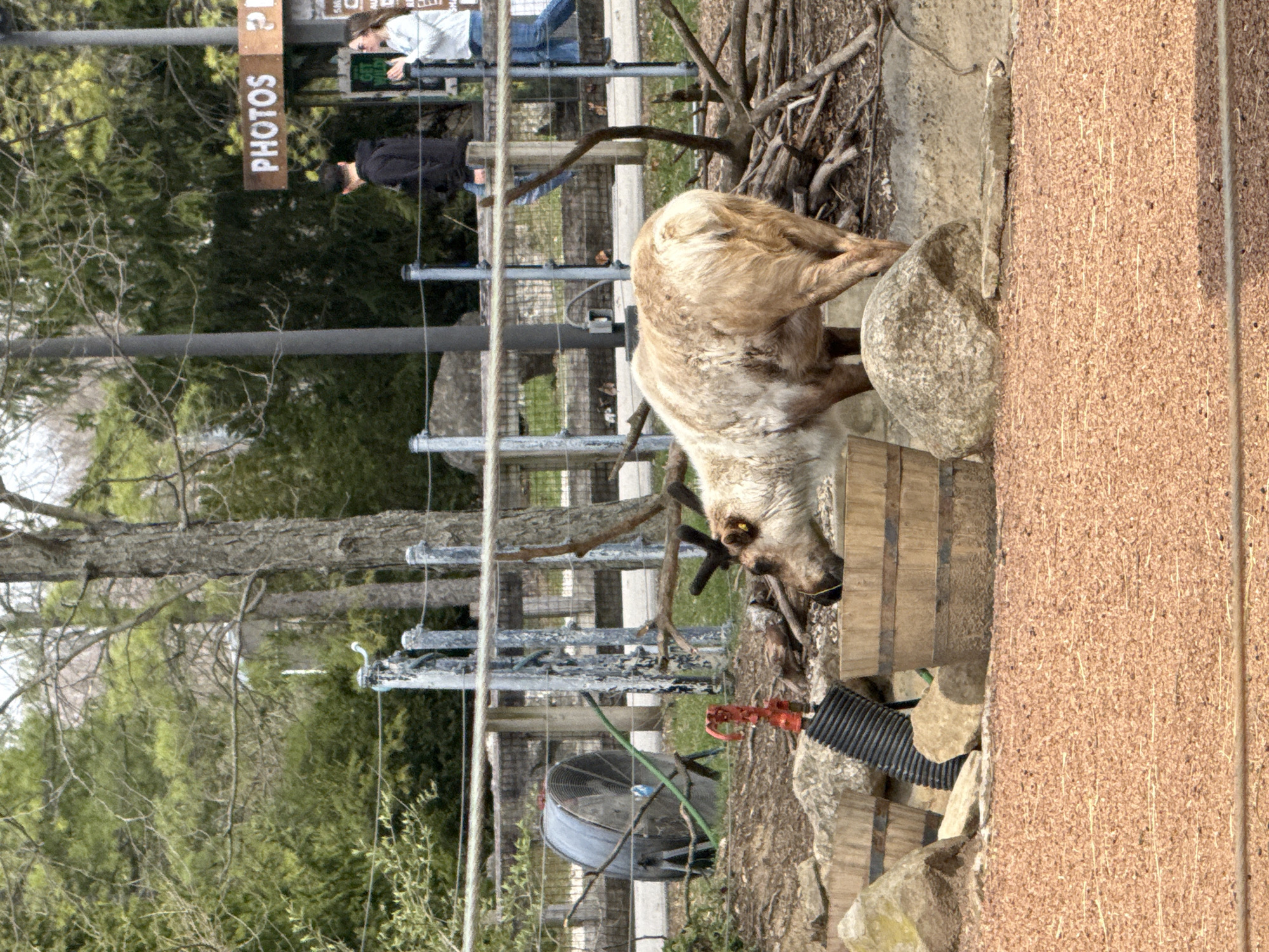The image shows a deer inside an enclosure, apparently at the Columbus Zoo and Aquarium in Powell, Ohio, United States. The deer is light brown and cream colored, with its head lowered to drink from a wooden barrel. Behind the enclosure is a metal fence and a sign labeled "PHOTOS". Two people can be seen observing the deer from behind the fence. The ground around the enclosure is covered in wood chips, rocks, and other natural materials. A large fan is present near the enclosure. A textured brown wall is visible to the right of the frame.