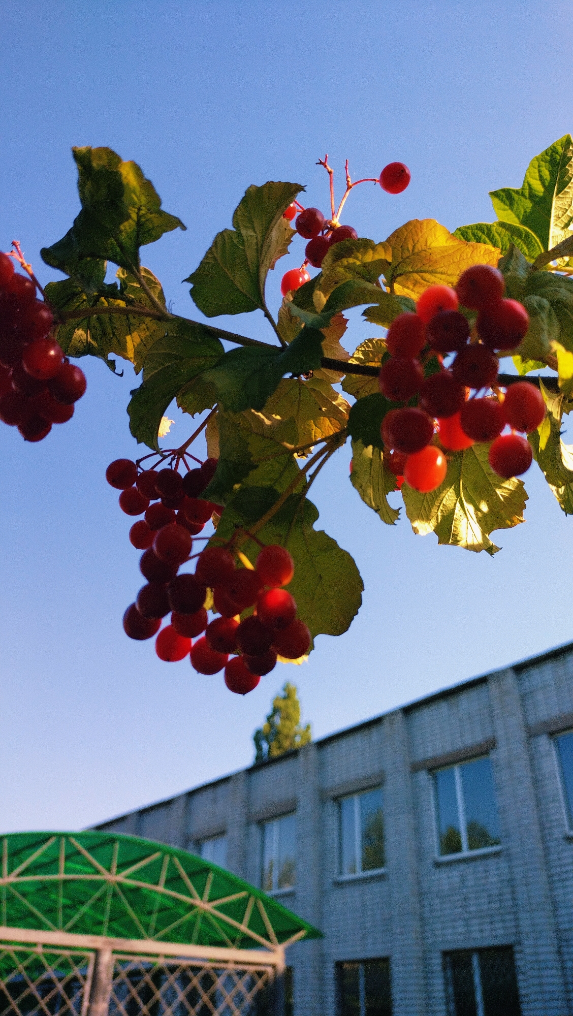 A low-angle shot captures a cluster of red berries on a branch against a clear blue sky. The berries are round and appear to be a vibrant red, with some clusters hanging downwards. The branch is adorned with green leaves, some of which are tinged with yellow, suggesting an autumn setting. In the background, a light-colored brick building with multiple windows is visible. To the left of the building, a green, polygonal roof structure with a lattice design is partially in view. A tall, slender green tree rises above the building in the distance. The scene suggests an outdoor environment in a city, possibly a school or institutional building given the architecture, located in Horishni Plavni, Ukraine. There are no people or animals visible in the image.