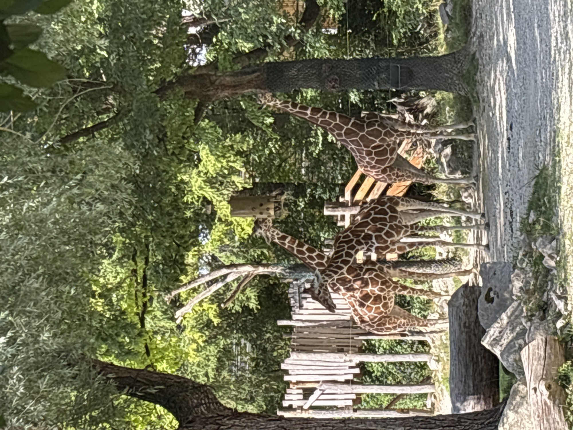 The image shows a group of giraffes in an outdoor enclosure. Three giraffes are visible, two standing together and one slightly behind them. They are all spotted with brown and white patterns. The enclosure features trees with green foliage, a wooden fence, and a dirt ground with some rocks and logs. A feeder is hanging from a tree in the background. The scene appears to be set in a zoo or wildlife park, possibly in Munich, Germany, given the context provided.