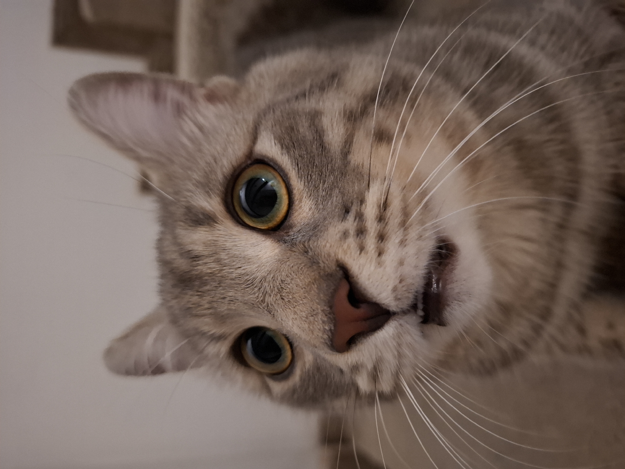 The media file displays a close-up portrait of a domestic short-haired cat, likely indoors, with its head slightly tilted, looking directly at the viewer. The cat's striking eyes, prominent in the frame, feature large, dark pupils surrounded by vibrant green and amber irises. Its fur is a blend of grey, light brown, and cream, exhibiting distinct tabby stripes and spots, particularly noticeable around its eyes and across its forehead.
The cat's nose is a soft reddish-brown. Its mouth is slightly open, revealing a hint of its upper teeth, suggesting an attentive or perhaps vocal expression. A multitude of long, fine white whiskers fan out widely from its muzzle. One of its ears, with a soft pink interior, is visible towards the top left of the frame, while the other ear is partially obscured. The background is simple and largely out of focus, appearing as a light, neutral-colored surface, with a blurred, darker object resembling part of a cat tree or furniture visible in the upper right corner. The lighting appears soft and even, highlighting the cat's features and fur texture. There is no visible text. The overall impression is one of curiosity and engagement from the animal.