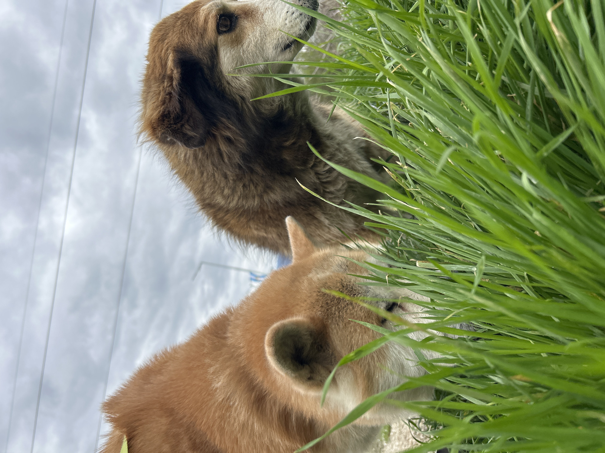 The image captures two dogs amidst tall green grass, against a backdrop of a cloudy sky and structures resembling electrical lines or poles. The dog closer to the camera is light brown with visible ears, while the other, slightly obscured by grass, has darker brown fur. The setting suggests an outdoor environment, possibly near the outskirts of Plovdiv, Bulgaria, given the presence of urban infrastructure in the background. The exact location and interaction between the dogs are ambiguous.