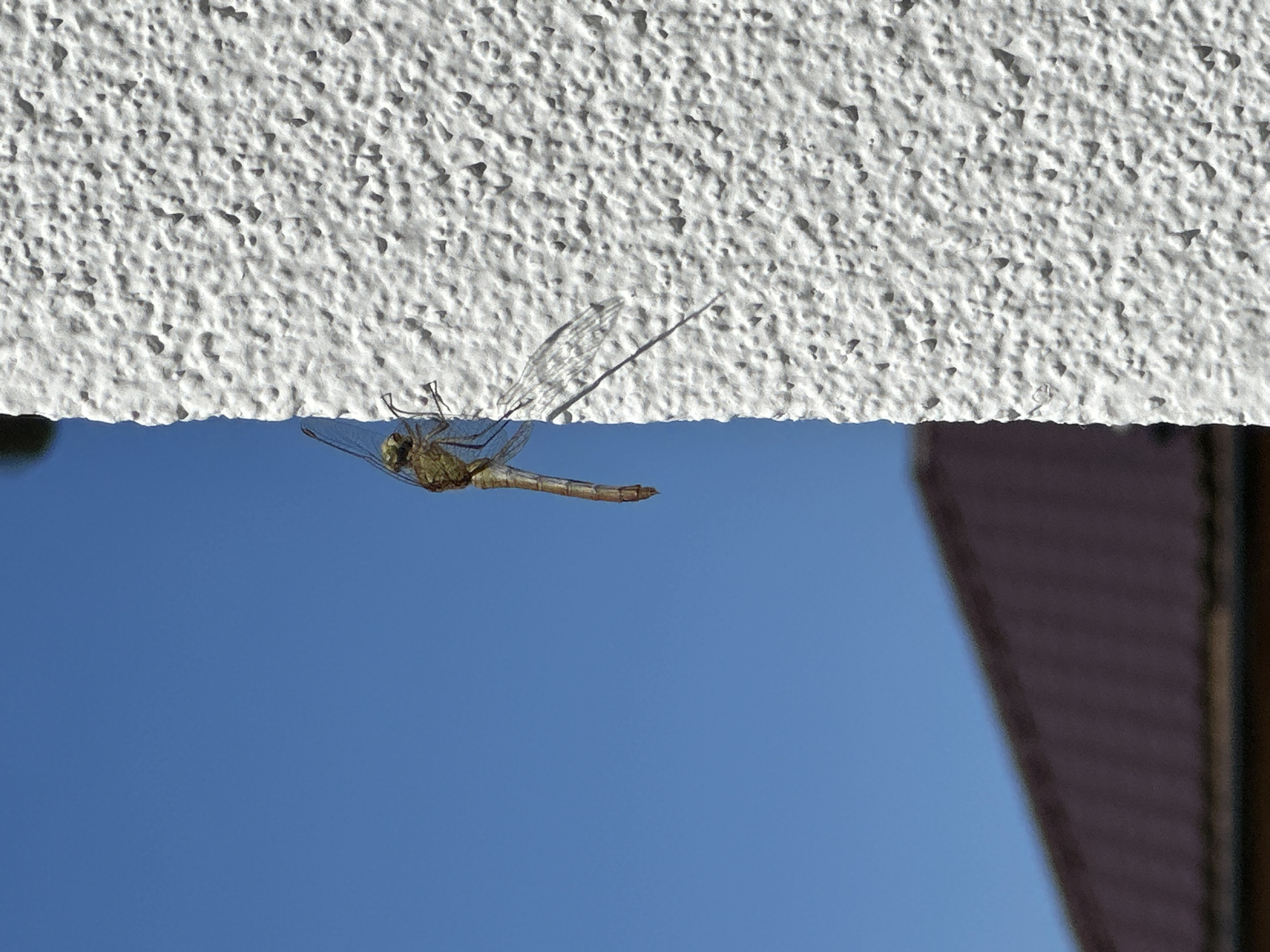An upright shot captures a dragonfly clinging to a white, textured wall under a clear blue sky. The dragonfly is positioned vertically on the wall, with its body facing upwards and its wings spread outwards. Its wings are transparent with visible veins, and its body is slender and segmented, appearing to be a pale yellow or tan color. The wall has a rough, pebble-dash finish, and to the left of the wall, a dark, blurred roofline is visible against the blue sky. The lighting suggests it is daytime, likely with strong sunlight. The location is not specified in the image.