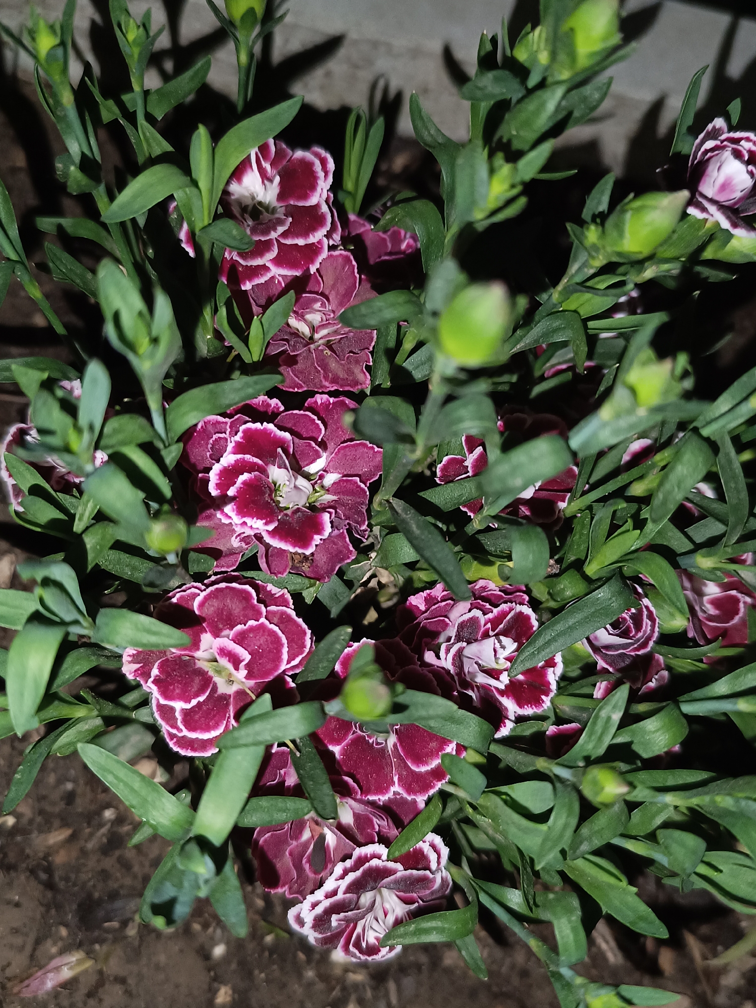 A close-up, top-down shot reveals a cluster of Dianthus flowers. The flowers exhibit a rich maroon color with distinct white edges. Interspersed among the flowers are vibrant green, lance-shaped leaves. The setting appears to be outdoors, with hints of dark soil visible at the base of the plant. There is no visual information indicating a specific location in Pleven, Bulgaria. The image contains only plants and soil, with no people or actions visible.