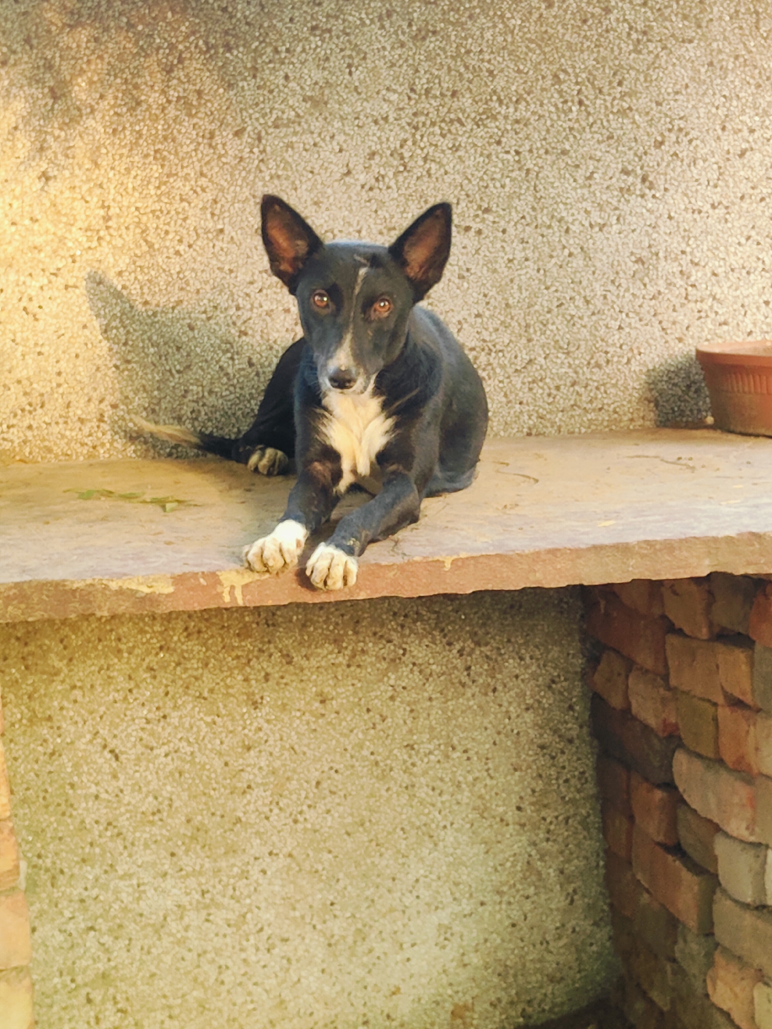 A medium-sized, short-haired dog with black fur and white markings on its chest and face lies on a stone ledge in an outdoor setting. The dog is looking forward with its ears perked up. The background consists of a textured wall and a stack of bricks. A terracotta pot is partially visible to the right of the dog. The scene appears to be in Gurgaon, India.