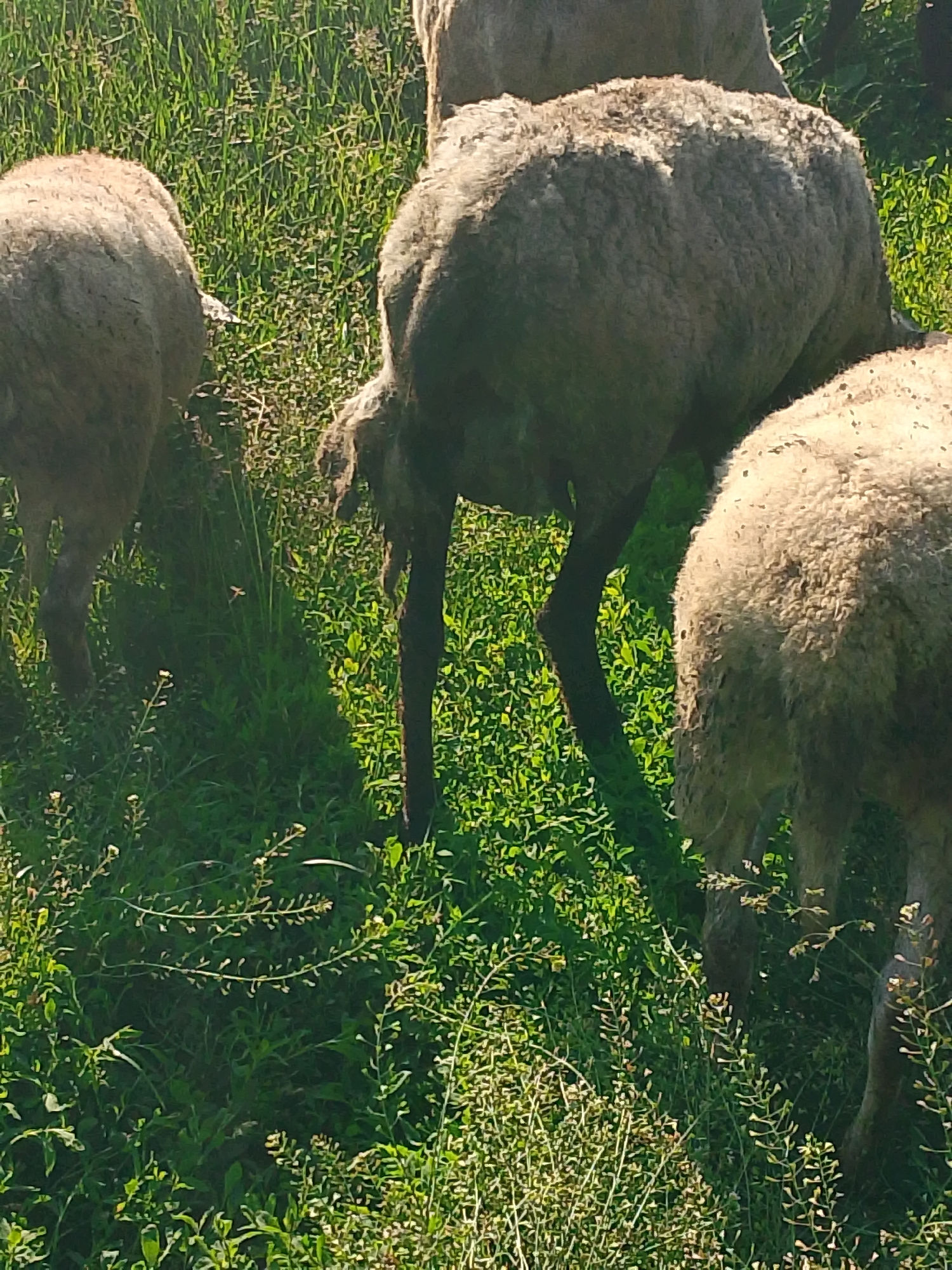 In a grassy field, a flock of sheep grazes. The sheep are of various sizes and colors, with some appearing to be ewes and others lambs. The field is covered in lush green grass, with a few wildflowers scattered throughout. The sun is shining brightly, casting long shadows across the field. The image appears to be taken on a clear, sunny day.