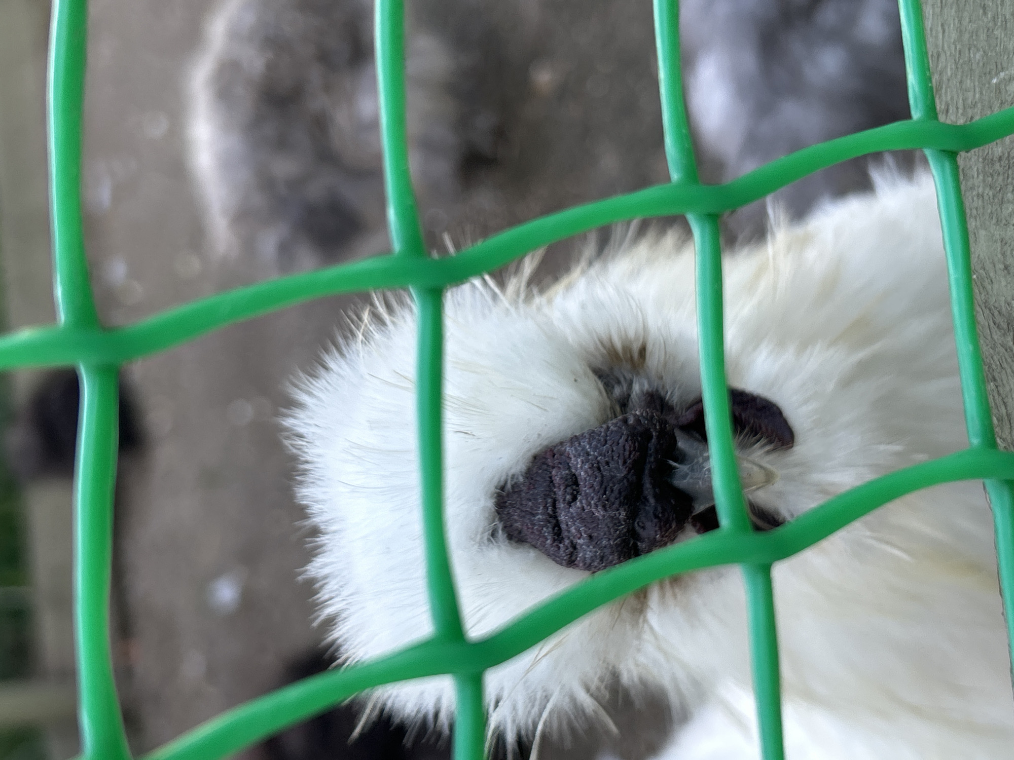 In Romashkovo, Russia, a close-up, eye-level shot captures a white Silkie chicken behind a bright green wire fence. The chicken's fluffy white plumage is prominent, framing its face. Its dark, wrinkled comb is the focal point, positioned centrally. Other chickens, appearing gray and blurred, are visible in the background, suggesting an enclosure or farm setting. The ground, a mix of dirt and scattered light-colored debris, is also out of focus. The fence's green wires create a grid pattern across the image, partially obscuring the subjects.