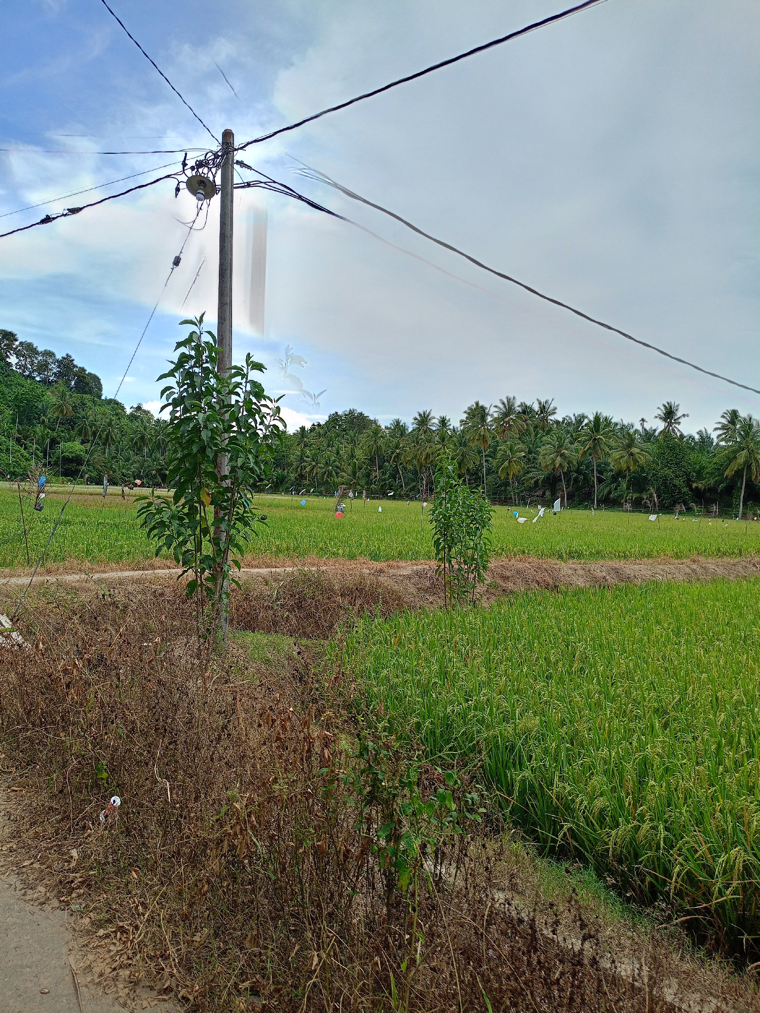 The image shows a rural scene in Palohpanyang, Indonesia. A field of green rice paddies extends into the distance, dotted with numerous white, blue, and red scarecrows. A dirt path runs through the center of the frame, separating the foreground from the rice field. A utility pole with multiple wires dominates the left side, partially obscured by a young leafy tree. Dry, brown vegetation lines the edge of a paved road in the immediate foreground. In the background, a dense grove of palm trees and other foliage forms a border along the horizon. The sky is partly cloudy.