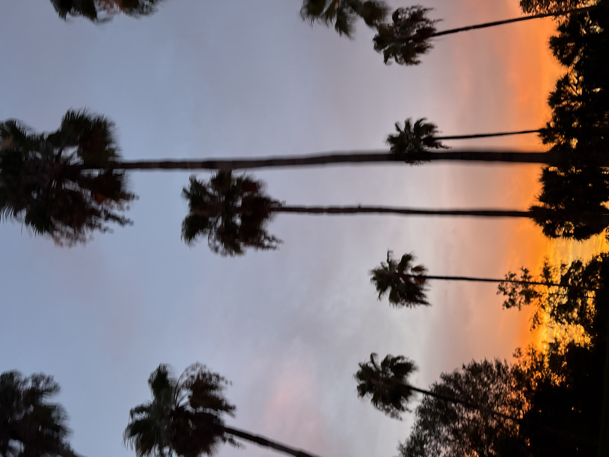 A photograph captures a vibrant sunset with silhouetted palm trees against a gradient sky in North Port, Florida. The sky transitions from a bright orange near the horizon to shades of pink and pale blue as it ascends. Numerous palm trees are visible, with some of their fronds and trunks silhouetted against the colorful sky. The foreground is dominated by the dark silhouettes of foliage and trees, suggesting the vantage point is from a lower elevation or ground level looking upwards. The image appears to be taken during twilight, with the sun having set but its light still illuminating the atmosphere.