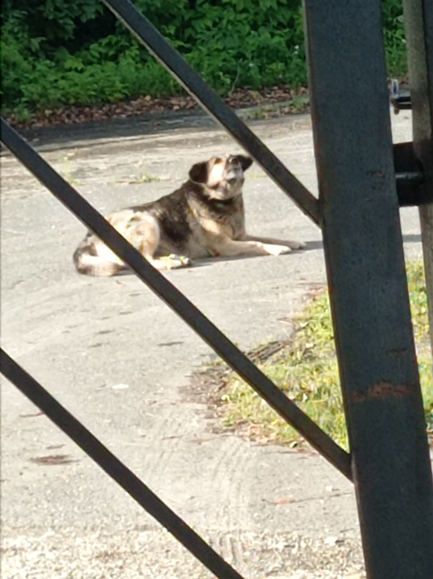 The image shows a medium-sized dog lying down on a paved surface, possibly a road or pathway. The dog has a mix of tan, brown, and black fur and is looking towards the viewer. Green foliage is visible in the background, suggesting an outdoor setting. The scene is partially obscured by dark metal bars, which appear to be part of a fence or gate. No specific landmarks are identifiable to pinpoint a location within Degtyarsk, Russia, but the overall setting suggests a rural or semi-urban environment.