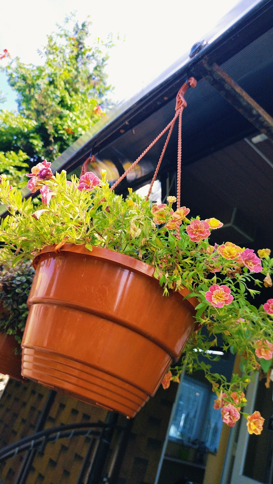 A hanging planter filled with blooming pink and yellow petunias is suspended from an outdoor structure. The planter is made of brown plastic and has a textured surface. The flowers are vibrant and cascade over the sides of the pot. In the background, a large green tree with sunlight filtering through its leaves can be seen against a bright blue sky. The overall scene suggests a garden or outdoor living space, possibly in Horishni Plavni, Ukraine, given the context.