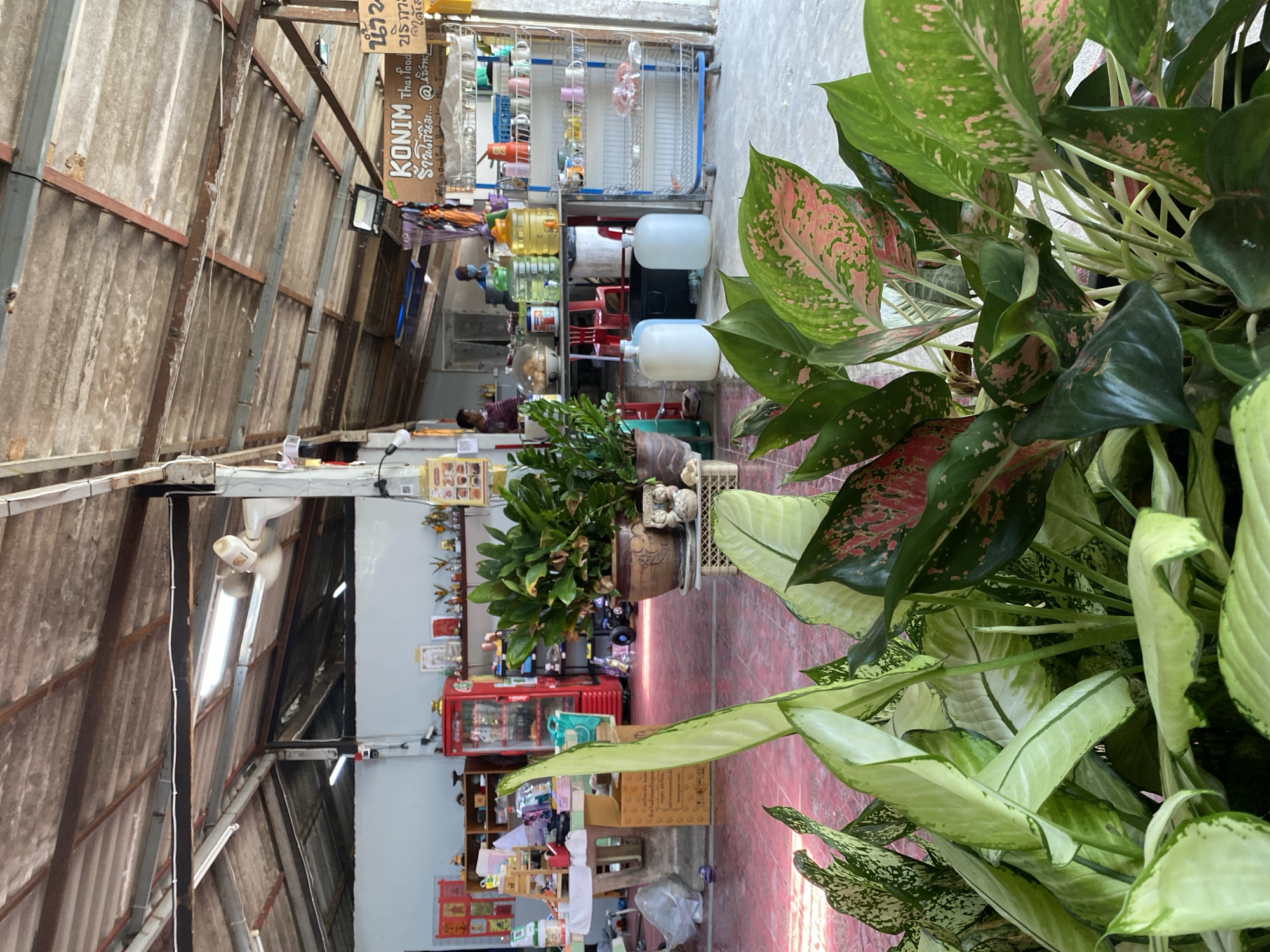 This image depicts an indoor scene, possibly a shop or market, located in Choeng Thale, Thailand. The composition is dominated by dense foliage of potted plants in the foreground, which partially obscures the view deeper into the space. The structure has a corrugated metal roof, indicating a low-cost or semi-permanent building. Along the walls, shelving units display various items, suggesting a retail environment. Red coolers are visible, and a person is situated near the back of the space. The lighting appears natural, with daylight filtering through the building's openings.