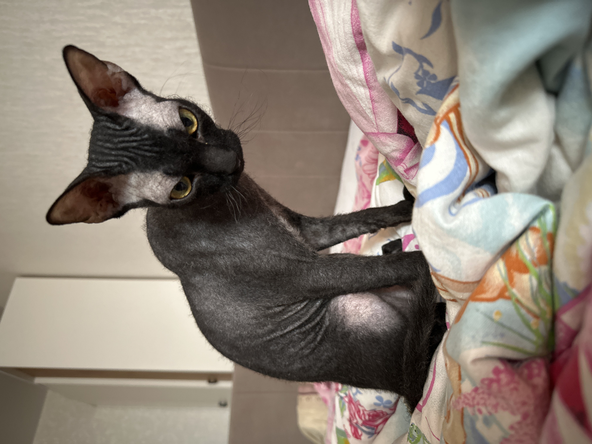 A black Peterbald cat with yellow eyes is positioned diagonally in the frame, its head tilted inquisitively towards the camera. The cat's skin is slightly wrinkled, particularly around its abdomen. It appears to be nestled in soft, colorful bedding with floral patterns and abstract designs in pink, blue, and white. In the background, a partially visible white cabinet or wall is present. The location is Chaikovsky, Russia, inferred from external knowledge.