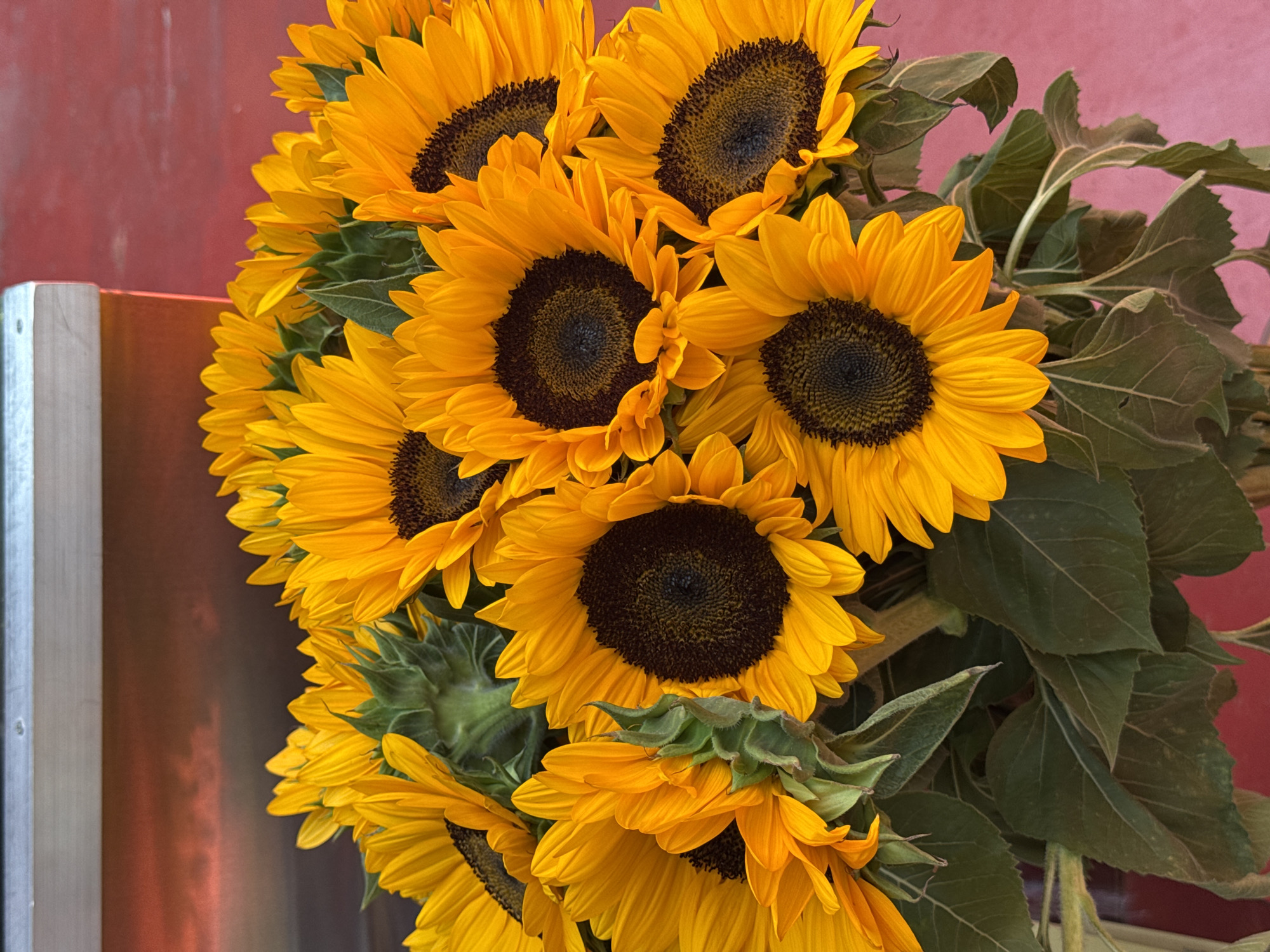 A close-up, eye-level, vertical shot features a bouquet of bright yellow sunflowers. The sunflowers are clustered together, with their large, dark centers and vibrant petals dominating the frame. Some of the sunflowers are fully open, while others are partially closed, creating a sense of depth and texture. Lush green leaves and stems are visible beneath the flowers, adding a natural element to the composition. The background consists of a red surface and a blurred metallic element, suggesting an urban outdoor setting, possibly a street vendor's stall in Yerevan, Armenia. The lighting is natural and illuminates the flowers, highlighting their cheerful colors.