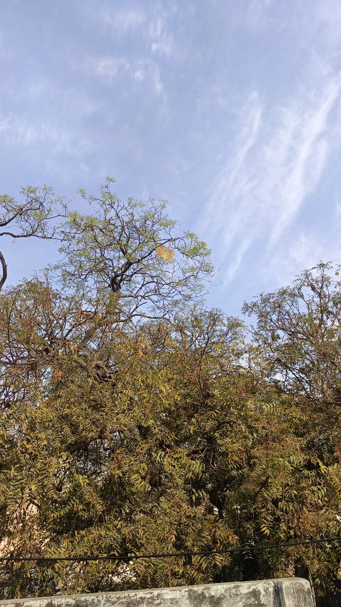 The image displays an outdoor scene in Ghaziabad, India, looking upwards towards a blue sky interspersed with sparse, wispy white cirrus clouds. The lower two-thirds of the frame are dominated by a dense canopy of trees, exhibiting a mix of green and brownish-green foliage with visible bare branches. A small, square-shaped kite, predominantly yellow and orange, is entangled high within the branches of a central tree. Another lighter-colored, possibly white or off-white, kite or piece of fabric is visible caught in the branches of a tree on the right side of the frame. A dark, horizontal cable or wire traverses the image just above a weathered, light grey concrete wall or parapet that defines the bottom edge of the scene. No individuals or explicit actions are depicted.