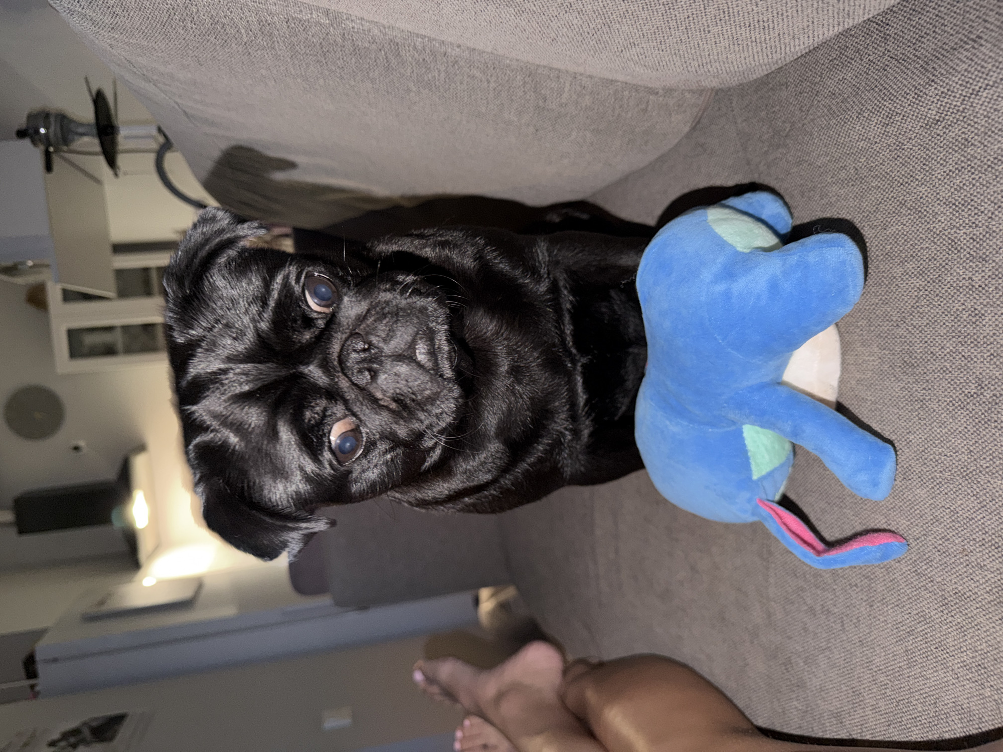 The media file shows a black pug dog lying on a gray couch next to a blue stuffed toy. The pug is looking towards the camera with its eyes wide open. The stuffed toy is blue with some green and pink accents. The background shows a living room with furniture and some lighting. There is also a person's legs and feet visible in the lower part of the frame. The image appears to be taken indoors, likely in a home setting. The lighting suggests it could be evening or night. The overall mood appears relaxed and comfortable, with the pug and stuffed toy positioned casually on the couch. There is no visible text in the image.
