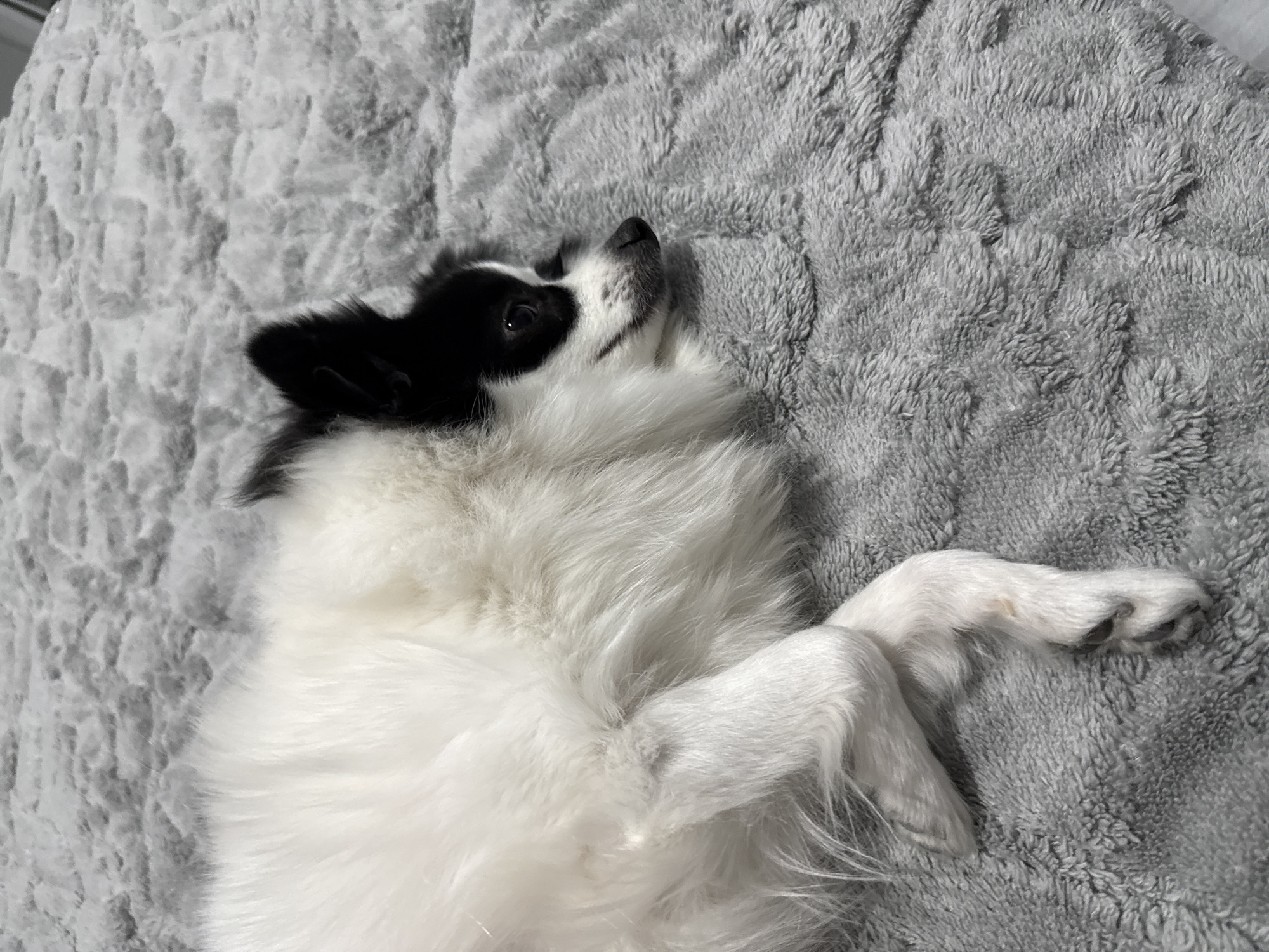 A black and white dog is lying on its back on a gray, textured blanket. The dog is mostly white, with black fur on its head and ears. It is looking upward with its eyes open. Its front paws are crossed. The background is the gray blanket. The photo does not contain any indications of being in Stara Zagora, Bulgaria.