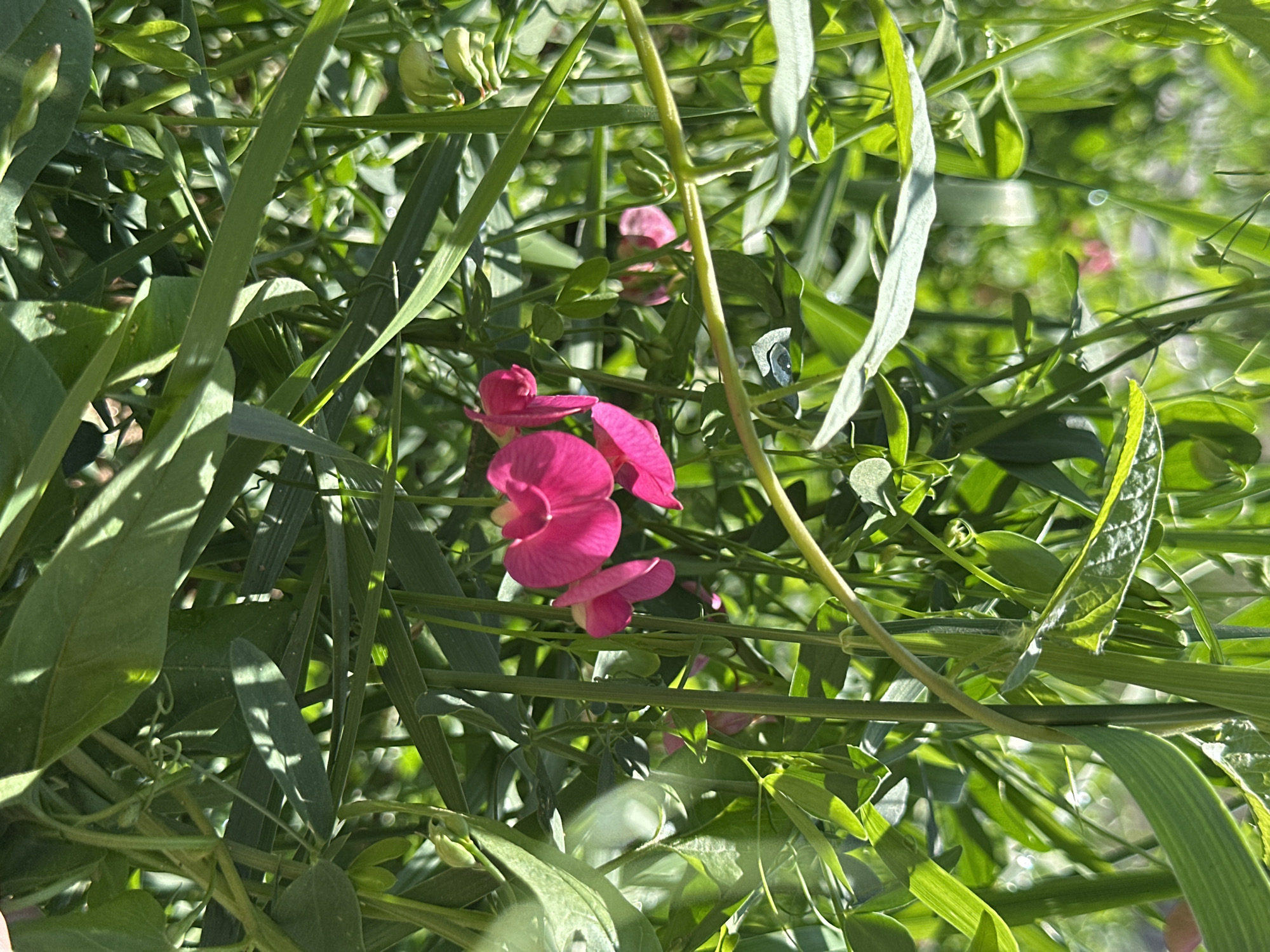 The image depicts a close-up, vibrant botanical scene dominated by dense green foliage and striking pink-magenta flowers. Several fully open pink flowers, characteristic of a legume species such as vetch or sweet pea, are clustered towards the mid-right, with additional blossoms and numerous light green flower buds visible further within the greenery. The vegetation comprises a complex arrangement of various plant types, including broad leaves, slender grass-like blades, and delicate tendrils, creating a lush, intertwined environment. Bright natural sunlight illuminates the scene, casting dynamic shadows and highlights across the textured leaves and stems. The background is softly out of focus, revealing further indistinct green plant forms. No individuals, man-made objects, or specific urban structures are present within the frame. This outdoor natural setting is located in the city of Прикамский, Russia.