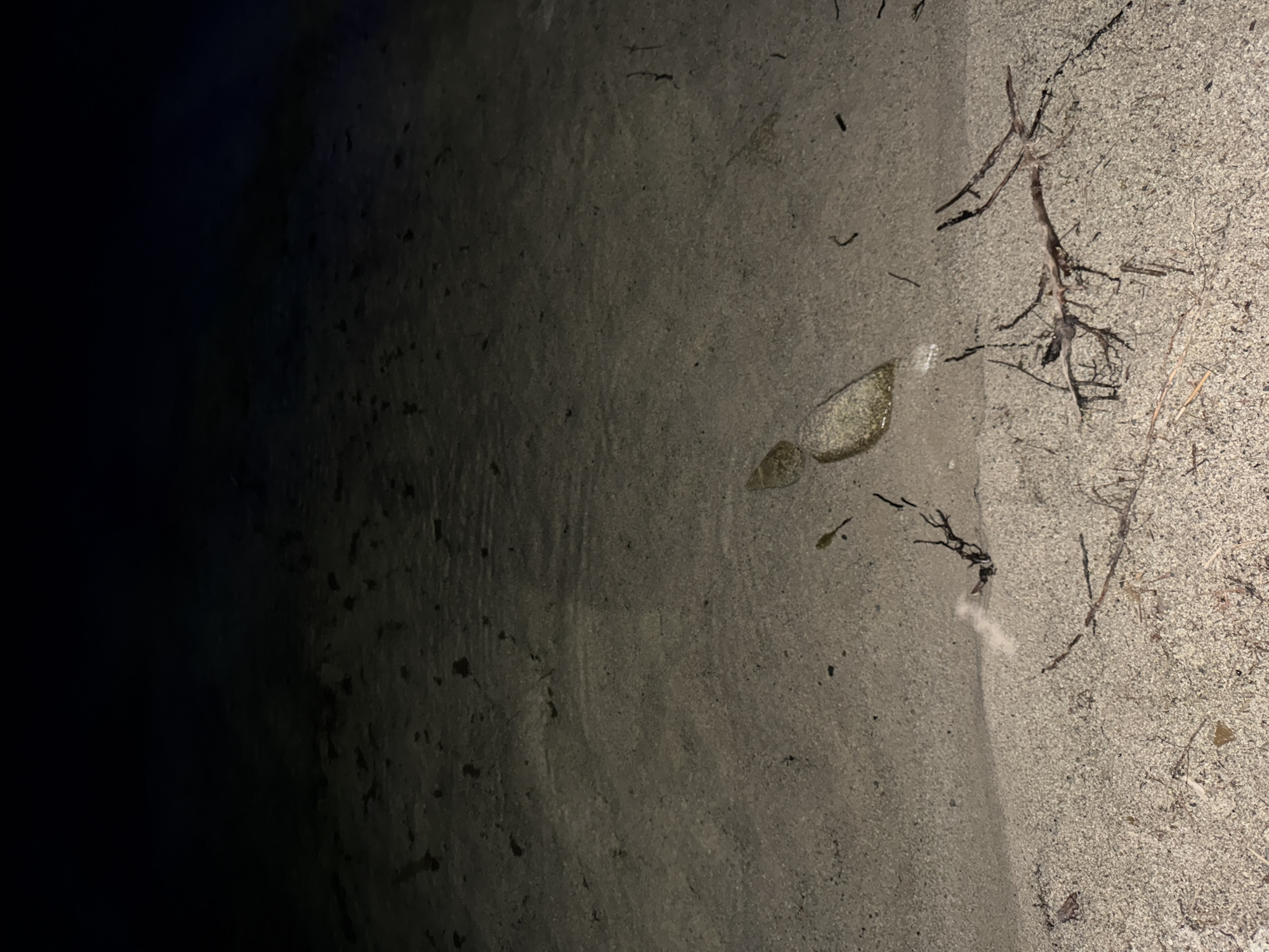 This is a night-time photograph taken on a beach at Zolotoi Plyazh, Russia. The scene is dimly lit, with the upper portion of the image dominated by darkness, suggesting the sky or a dark body of water. The lower portion of the image shows wet sand with some debris, including small pieces of wood and what appears to be a light-colored feather or fluff. In the middle ground, there is a distinct wet patch on the sand, possibly from receding water, with some small pebbles or shells embedded in it. The sand itself has a grainy texture and is littered with organic material. There are no people or visible animals in the frame. The overall impression is one of a quiet, natural environment at night.