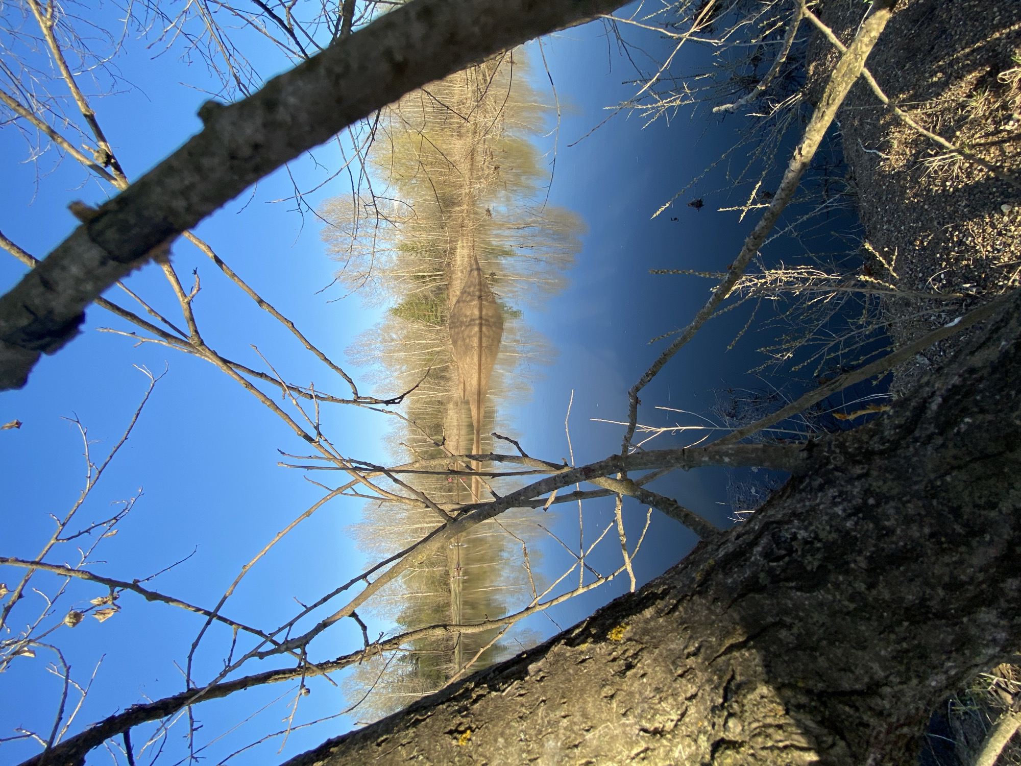 The image presents a view of a body of water, likely a lake or river, with a reflection of trees and the sky creating a symmetrical composition. Bare branches frame the shot, obscuring parts of the reflection. The upper portion of the image shows a bright blue sky and tree reflections, while the lower portion features the dark water surface, branches, and some ground. The water appears still, and the lighting suggests it is daytime. It is impossible to confirm the location is Chaikovsky, Russia, without additional evidence. There is no information about people, subjects, objects, actions, or interactions.