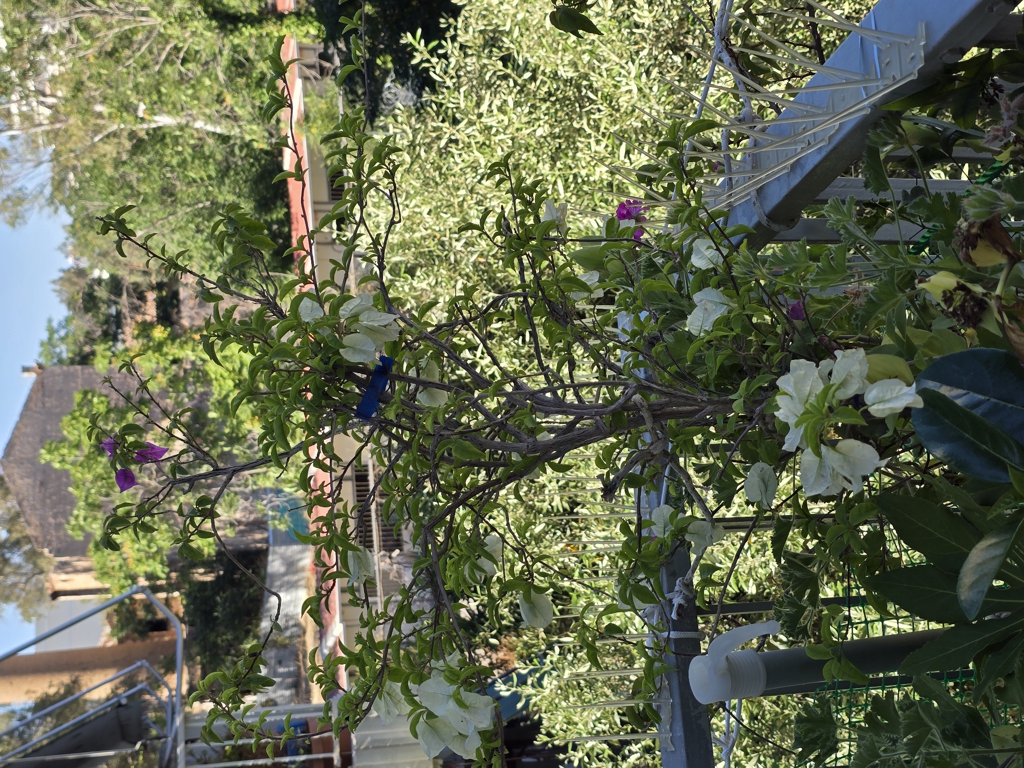 The image captures a close-up view of a balcony in Athens, Greece, featuring a blooming bougainvillea plant. The plant, with its characteristic papery bracts, displays both white and a few vibrant purple flowers. It is supported by a metal railing, on which plastic bird spikes are installed, suggesting a measure to deter birds. The background reveals a blurred urban landscape with buildings and lush greenery, indicative of Athens' characteristic blend of architecture and vegetation. The sunlight suggests it is daytime. No people are visible in the frame.