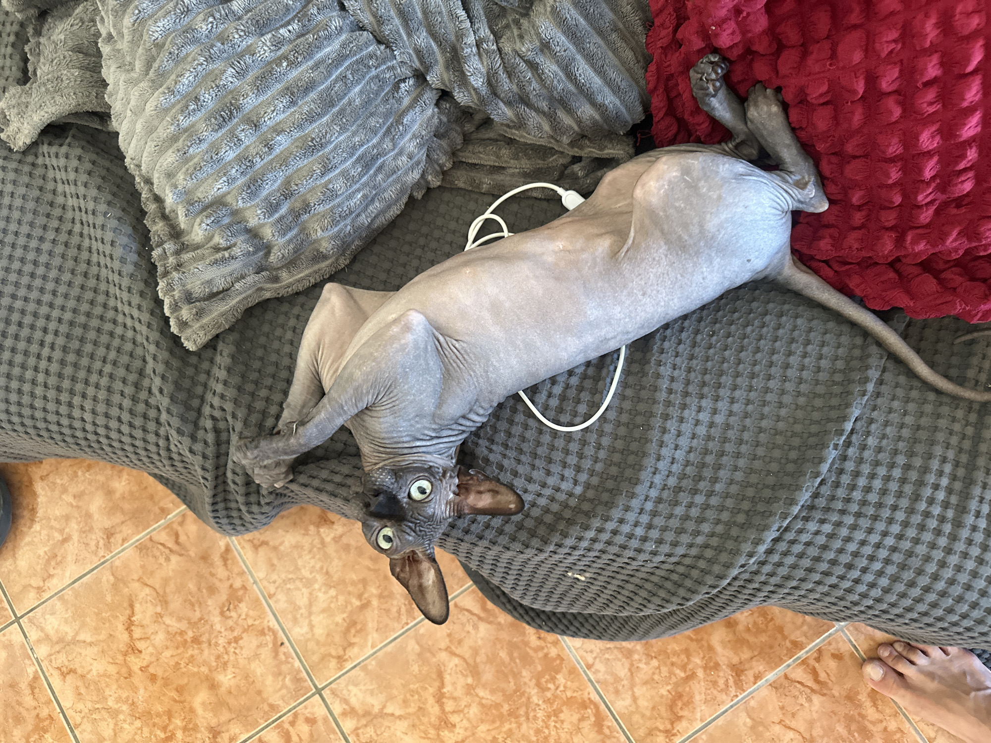 A Sphynx cat is lying on its back on a gray blanket with textured patterns. The cat has wrinkled skin and large, green eyes that are wide open, giving it a surprised expression. Its ears are large and pointed. The cat's paws are extended, and one hind leg is resting on a red blanket with a raised, bumpy texture. A white cord is visible looped around the cat's body. The background shows a floor with terracotta tiles. A human foot with painted toenails is visible in the lower left corner of the image, resting on the tiled floor near the gray blanket. The scene appears to be indoors, possibly in an apartment in Budva, Montenegro, given the tiled floor and furnishings often found in residential settings.