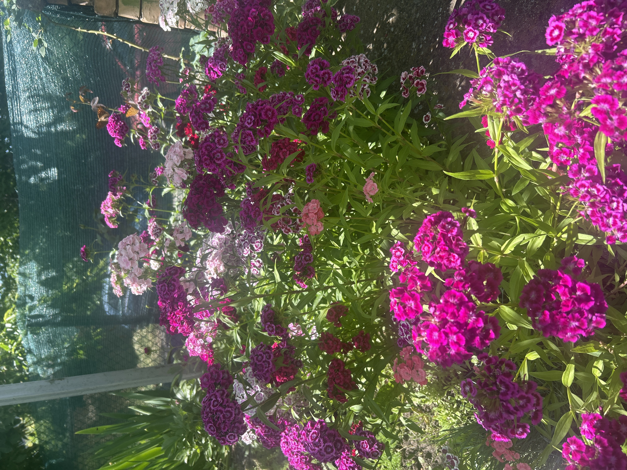 The image displays a vibrant garden scene located in Gorsko Ablanovo, Bulgaria, under bright daylight conditions. The foreground and mid-ground are densely populated with flowering plants, primarily Sweet William (Dianthus barbatus), exhibiting clusters of small blooms. The dominant flower colors are various shades of fuchsia, magenta, deep purple, and light pink, with some individual flowers displaying bicolored patterns of white and a darker hue. The plants feature numerous green leaves and stems.
In the upper-left quadrant, tall, spiky green leaves of another plant are visible. A light-colored, vertical post is situated slightly to the right of these leaves. The background is characterized by a dark green, coarse mesh netting, likely serving as a fence or screen, through which dappled sunlight from unseen trees or foliage filters. To the right of the netting, a segment of a reddish-brown brick column or wall is partially visible.
Two orange-brown butterflies are distinctly perched on the magenta flowers in the upper-right portion of the image. The ground beneath the plants appears as dark earth, with areas of shadow indicating the position of the sun. No people are present in the depicted scene.