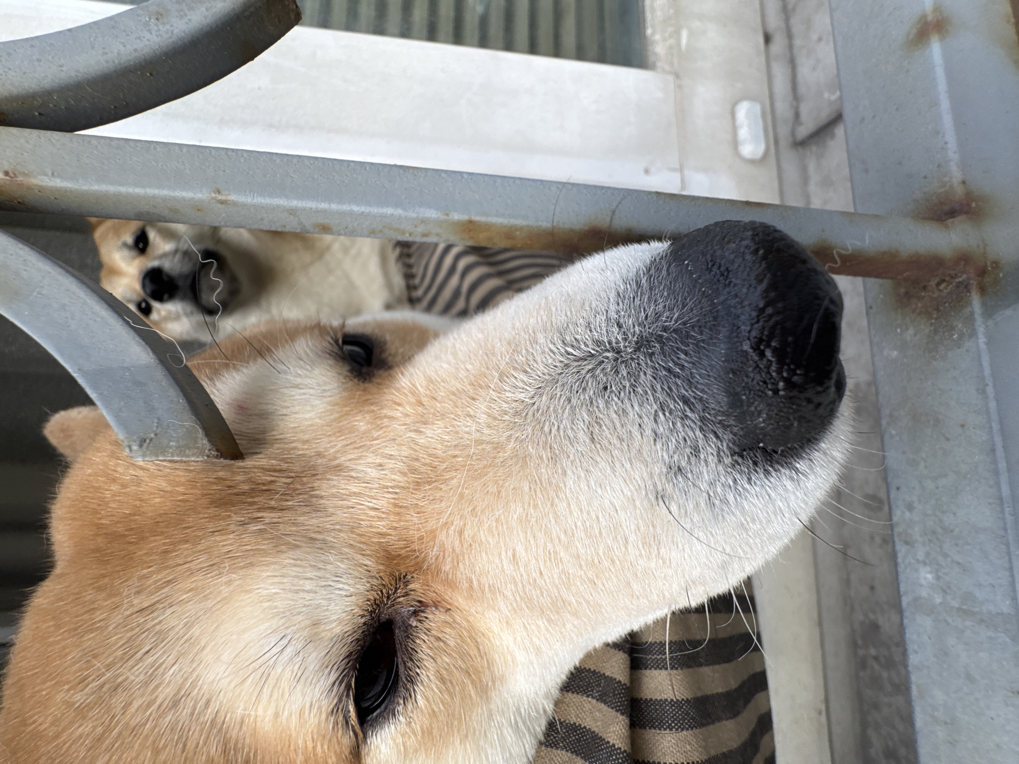 A close-up, upward-angled photograph shows the muzzle and face of a light brown and white dog, framed by a gray metal gate. The dog's nose is black and prominent, and one eye is visible. Another dog's face is visible in the background through the gate. The setting seems to be outdoors, possibly on a porch or balcony, with vertical white paneling visible behind the gate. The overall impression is that the photograph was taken from a low perspective, focusing on the dog's nose and face with the gate partially obscuring the view. There is no definitive information about the location being in Moscow, Russia.
