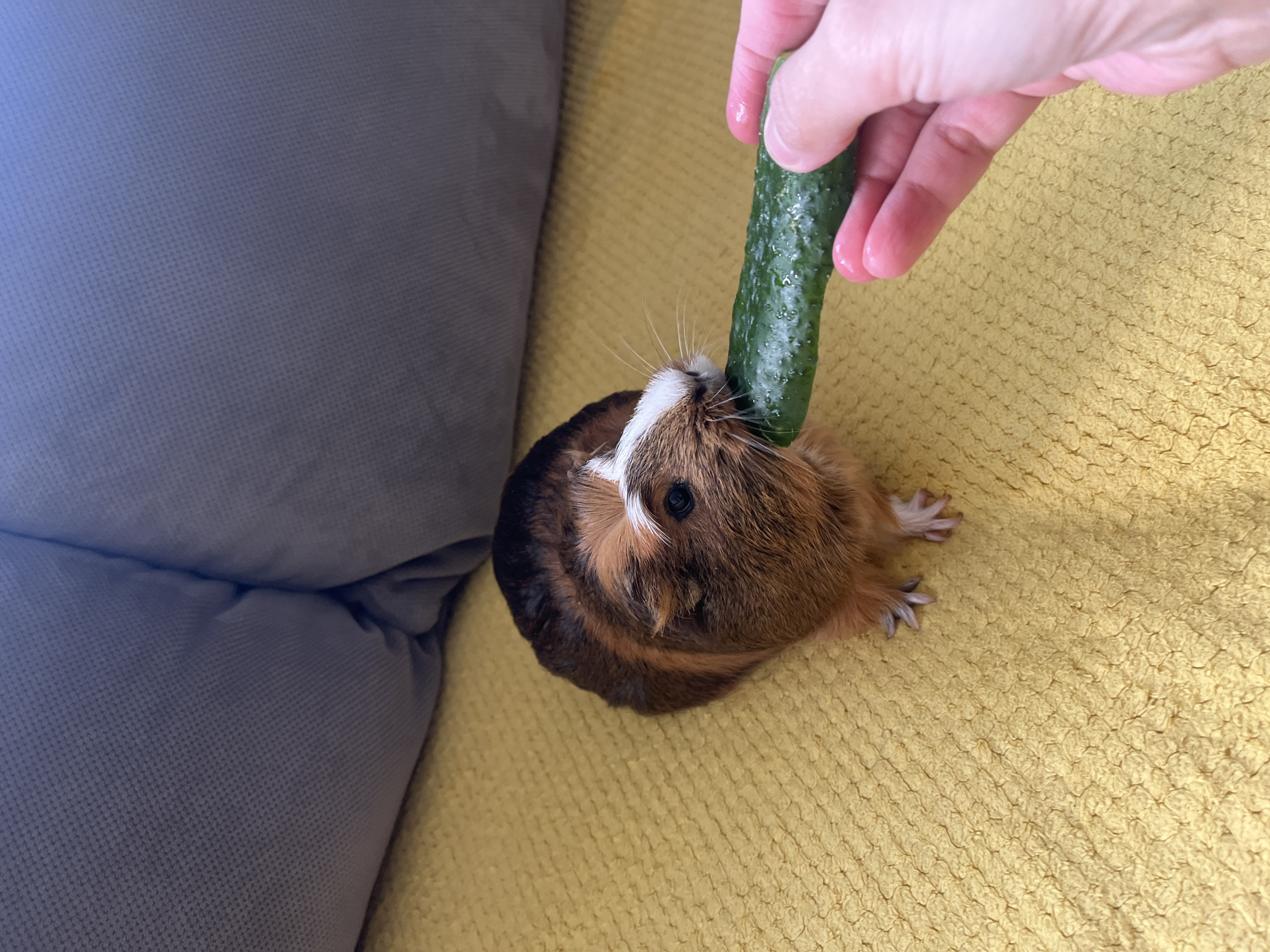 In this overhead shot, a guinea pig is being hand-fed a piece of cucumber. The guinea pig, with brown, black, and white fur, is positioned on a yellow, textured surface. Its snout is near the cucumber, which is held by a person's hand in the upper right quadrant of the frame. A blurred gray surface, possibly a couch or cushion, occupies the left side of the image. The lighting suggests an indoor setting, likely during the daytime. The image conveys a sense of care and interaction between the person and the animal, with the guinea pig appearing engaged with its treat. There is no visible text in the image.