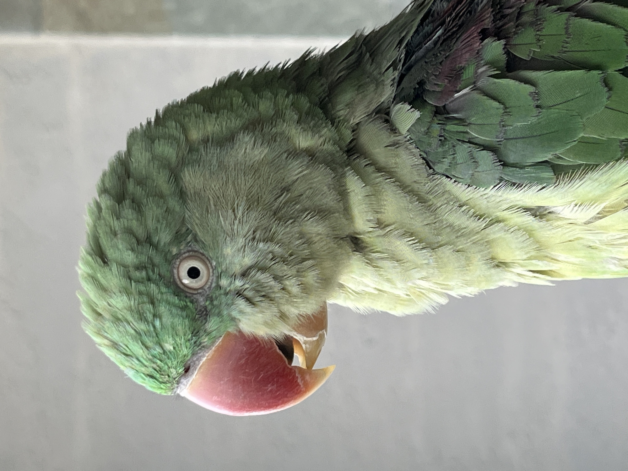 A close-up, side-profile photograph depicts a green parrot, likely a Rose-ringed Parakeet, in Pazardzhik, Bulgaria. The bird faces left, showcasing its textured green plumage, a vibrant reddish-pink upper beak, and a dark eye with a light, ringed iris. Lighter green-yellow feathers are visible on its neck and chest, transitioning to darker green and hints of maroon on the right side of its body. The background is a soft, out-of-focus light gray, with a subtle vertical element discernible on the far right edge of the frame. No people or discernible actions are present.