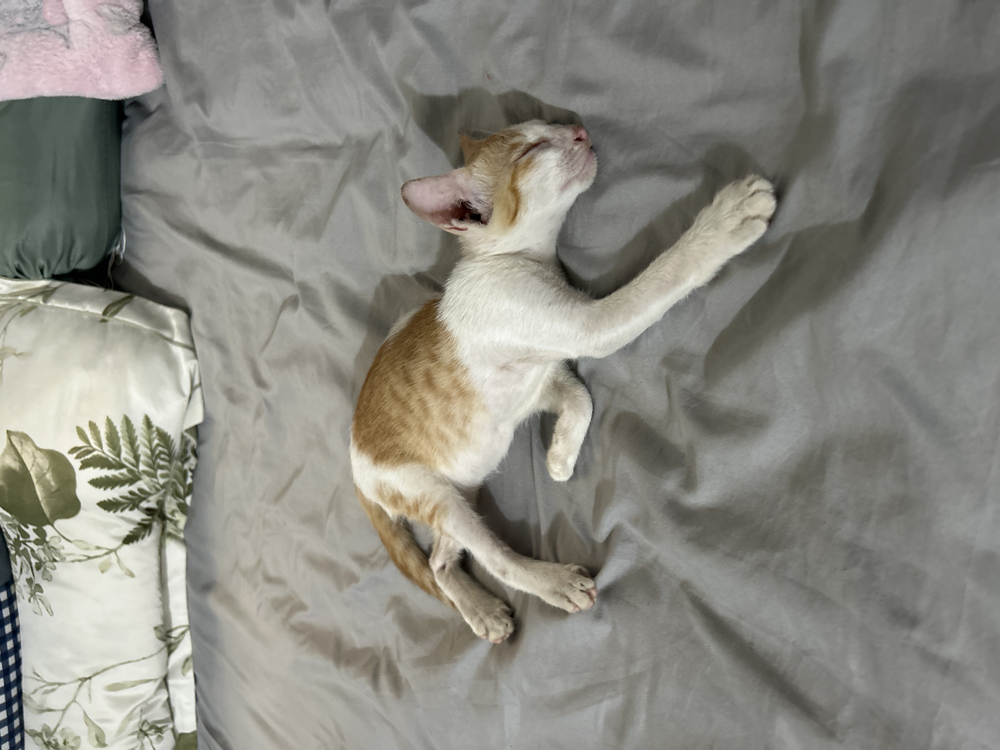 A young, orange and white cat sleeps on a gray, wrinkled bedsheet. The cat is lying on its side, with its legs splayed out. Its eyes are closed, and its head is resting on the bedsheet. In the background, there are several pillows, one with a botanical print and another that is green. The scene appears to be in a bedroom. The location is An Hữu, Vietnam.