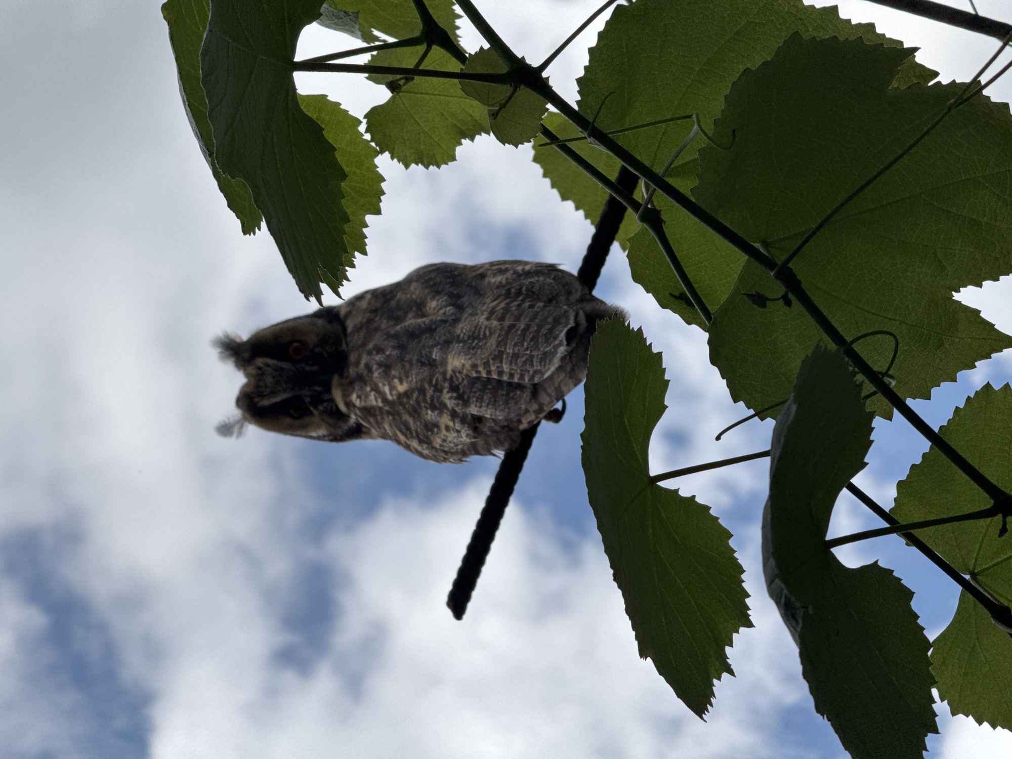 A low-angle shot shows a bird perched upside down on a dark, thick vine. The bird is facing left, with its feathered body oriented horizontally. Its eyes are visible and appear orange, and delicate ear tufts extend from the top of its head. The bird's plumage is a mottled pattern of grays and browns, providing camouflage. The vine on which it rests is dark and appears to be part of a larger plant with several large, green, serrated leaves. These leaves, silhouetted against the sky, are in the foreground and frame the bird and vine. The background is a cloudy blue sky, indicating it is daytime. The overall mood is serene, capturing a moment of stillness in nature.