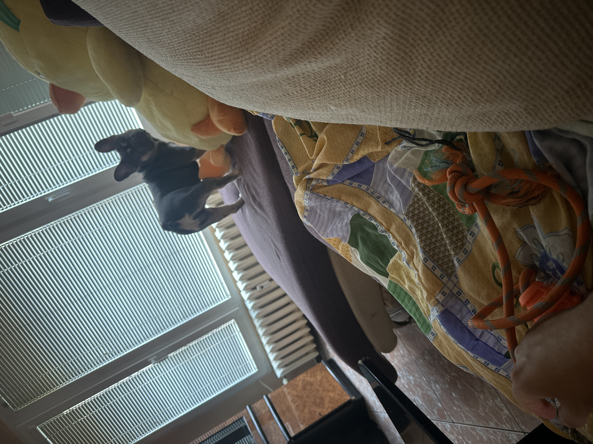 A dark-colored dog with floppy ears is in mid-air, appearing to jump or play. It is positioned above a closed window with horizontal blinds. The dog is near a large, yellow plush toy with orange accents. To the right of the dog and plush toy is a bed or couch covered with a patterned blanket. The blanket has yellow, purple, green, and white geometric designs. An orange rope toy with gray accents is coiled on top of the blanket. The scene is indoors, and the lighting suggests it could be daytime, with natural light coming through the blinds. The angle of the shot is from below, looking upwards towards the dog and the plush toy. The overall mood appears playful and energetic due to the dog's action.