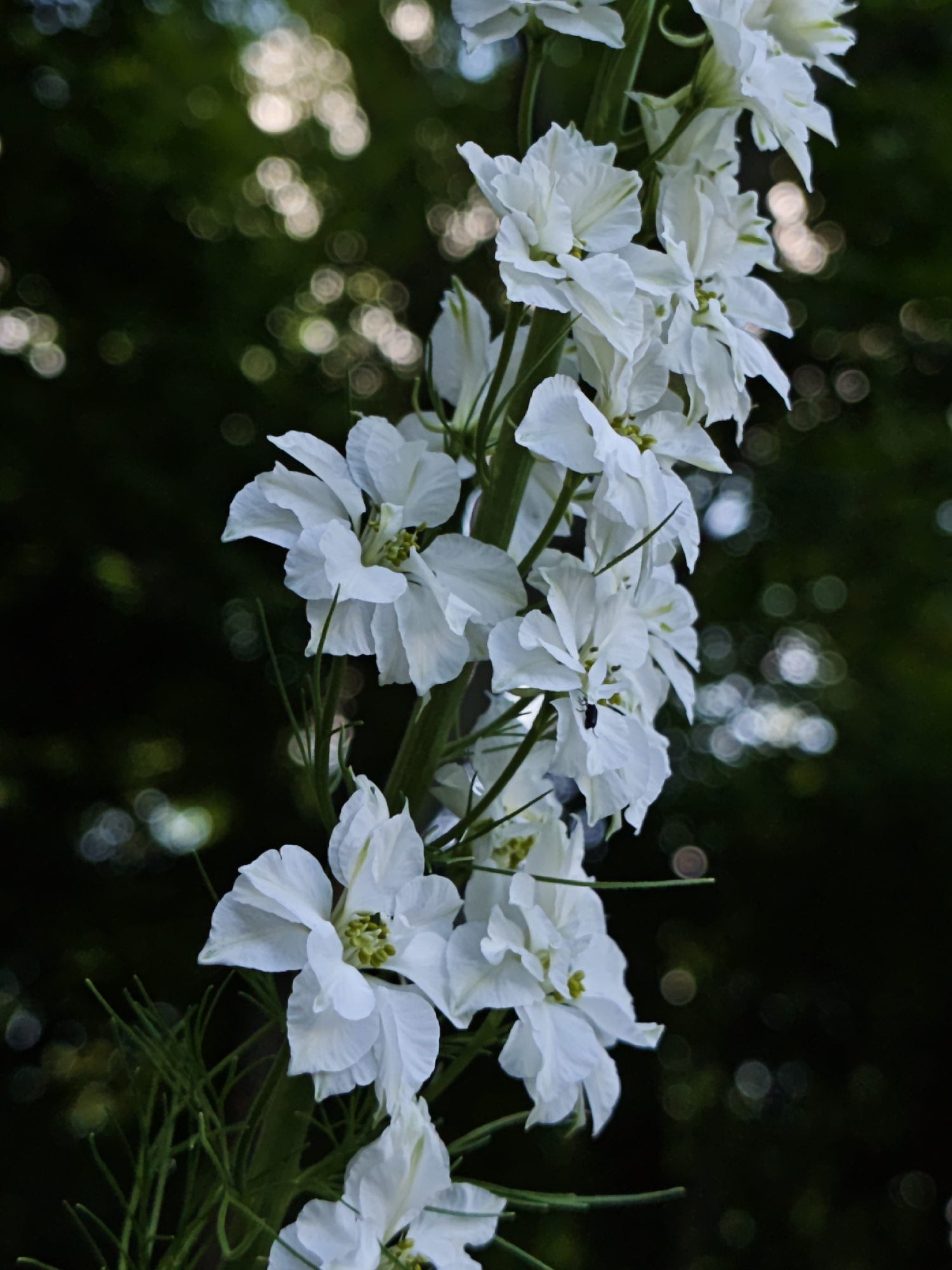 This is a close-up, vertical, eye-level shot of a tall stalk of white delphiniums in bloom. The flowers are clustered together along the stem, with individual blooms facing outward. The petals are delicate and layered, with hints of green at the base of some. The background is a blur of dark green foliage with out-of-focus circles of light, suggesting a dappled sunlight effect in a garden or natural setting. The focus is sharply on the flowers and their intricate details, while the background is soft and out of focus. There is a tiny dark insect visible on one of the lower blooms. The overall impression is one of natural beauty and tranquility. No text is visible in the image. The location context is Parkhomivka, Ukraine, suggesting an outdoor, potentially rural or suburban setting. The lighting appears to be natural, possibly late afternoon given the soft bokeh and dappled light.