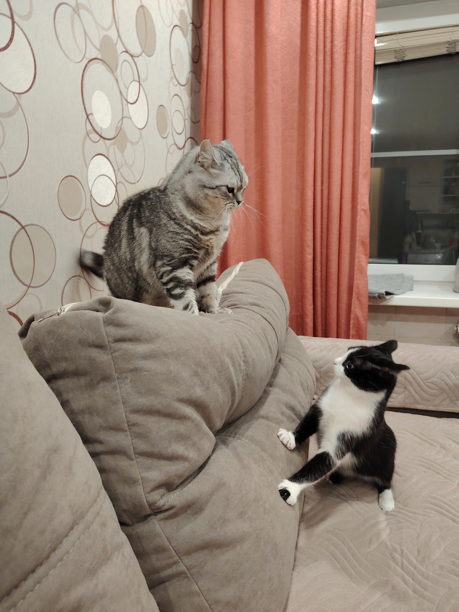The image captures two cats on a sofa. A grey tabby cat sits on the back of the sofa, looking down at a black and white cat standing on the seat. The background features a wall with a circle pattern and a red curtain. A window is visible behind the curtain.