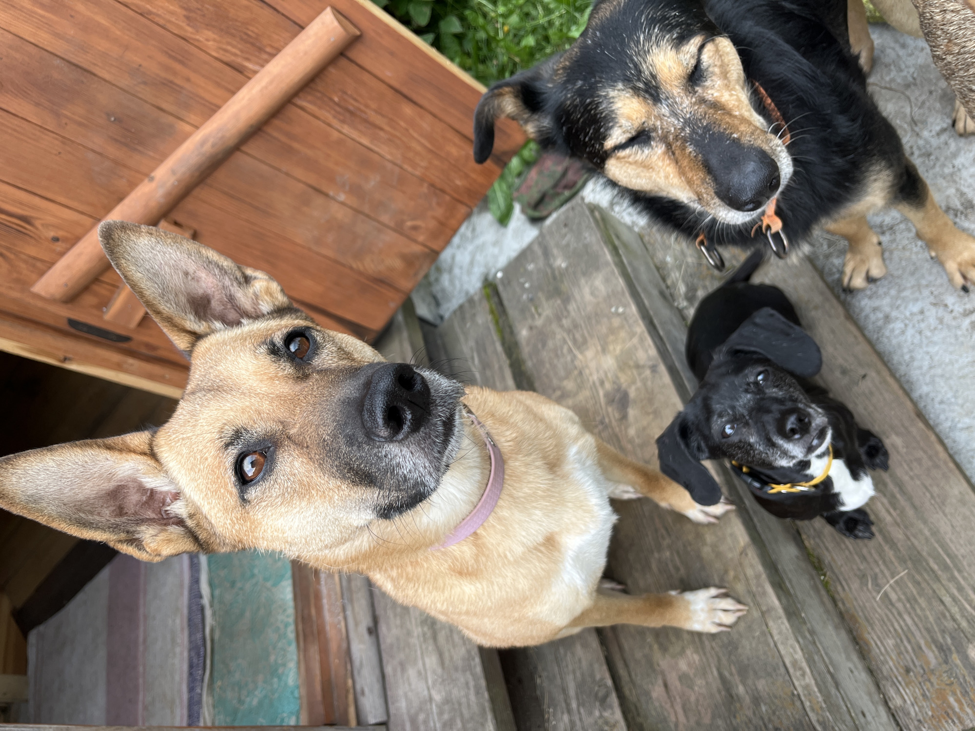 Three dogs are situated on a wooden porch, with a red wooden door and green foliage visible in the background. The dog in the foreground, on the right, is a larger dog with black and tan fur, its eyes closed, wearing an orange collar with two metal rings. To its left and slightly further back, a medium-sized tan dog with a pink collar is looking directly at the camera. In front of the tan dog and to the left, a small black and white dog with a yellow collar is also looking up. The porch is constructed of wooden planks. The overall setting appears to be an outdoor, possibly rural, environment. The image does not contain any specific details that would allow for identification of a location within Nizhny Tagil, Russia.