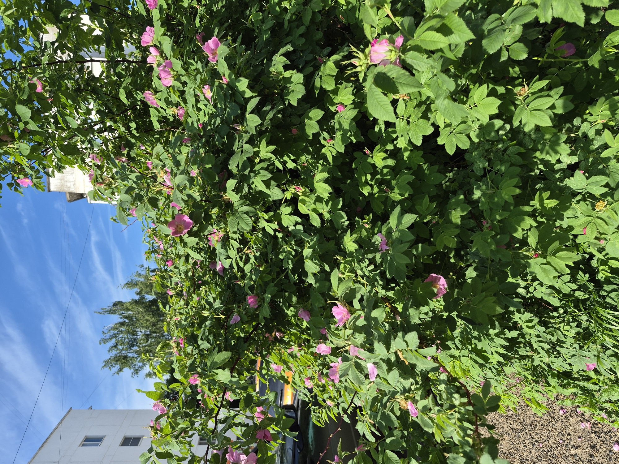 This image captures a vibrant outdoor scene dominated by a large, flowering bush. The bush, likely a wild rose or dog rose, fills most of the frame with its abundant green leaves and numerous pink, five-petaled flowers, some in full bloom and others still budding. Bright sunlight illuminates the foliage, creating varying shades of green and highlighting the delicate pink petals.
In the background, a clear blue sky with streaks of wispy white clouds is visible, suggesting good weather. To the left, a white building with several rectangular windows is partially obscured by the bush. A tall, dark green tree stands further in the distance against the sky, slightly to the left of the center. Utility wires or power lines are discernible horizontally across the sky.
Towards the bottom right of the frame, a patch of light brown, possibly dirt or gravel, ground is visible, with a few fallen pink petals scattered upon it. Hints of what appears to be a dark vehicle can be seen behind the lower part of the bush, towards the center. The scene is brightly lit, indicating it is daytime, likely morning or afternoon, given the intensity of the light and the shadows cast by the leaves. No human activity or visible text is present. The overall impression is one of natural beauty thriving within an urban or suburban setting in Chaikovsky, Russia.