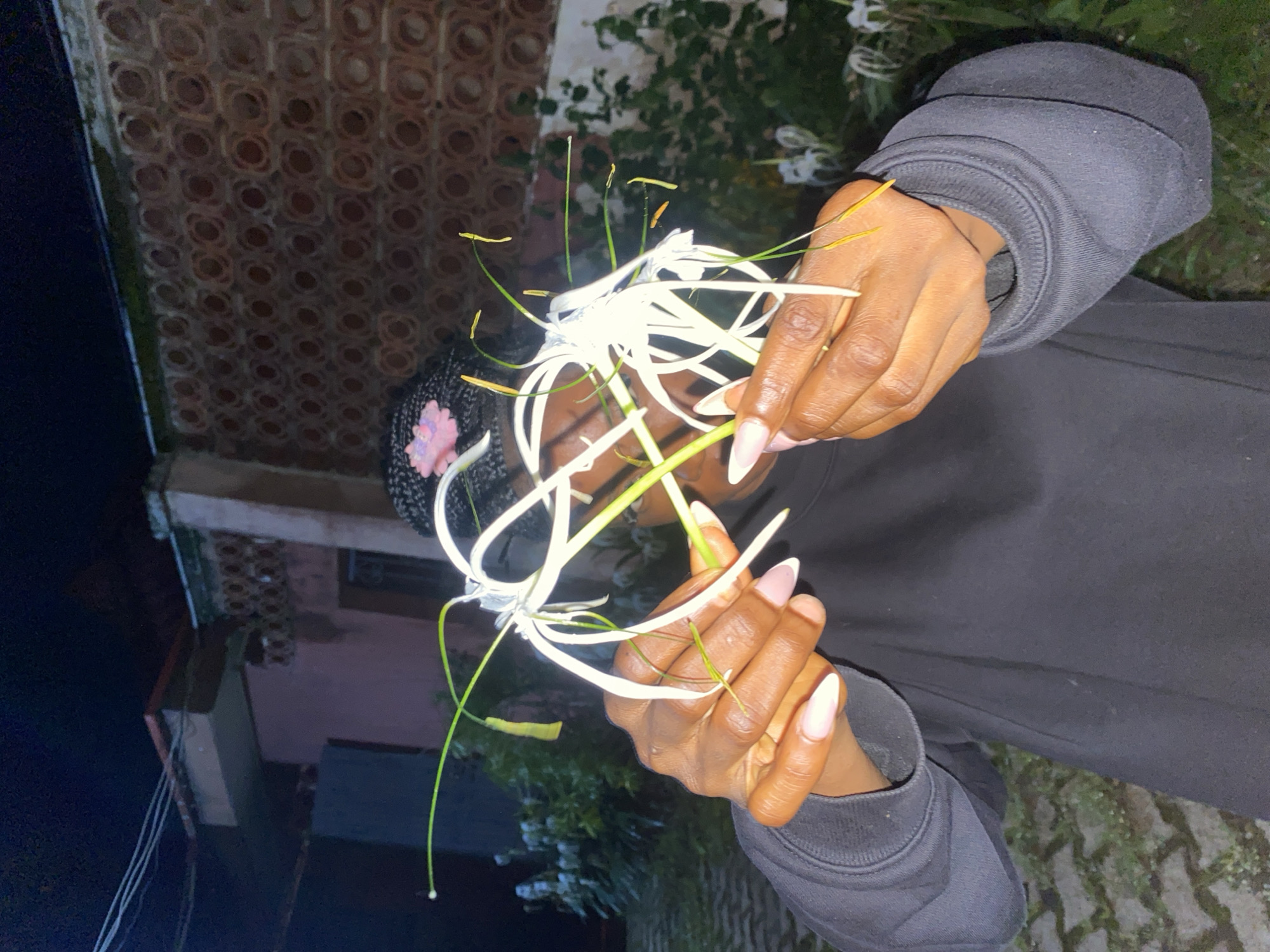 A person with dark skin is holding a white spider lily with long, thin petals and thin green stamens. The person has long, oval-shaped nails painted with a light pink color and a white tip. They are wearing a black sweatshirt. The person's hair is braided, and a small pink hair accessory is visible. The background shows a brick wall with a decorative pattern of circular openings. In the distance, there is greenery and what appears to be part of a building. The scene is lit by artificial light, possibly from a streetlamp or house light, creating some shadows. The ground in the foreground is paved with interlocking blocks. The image appears to be taken at night in an outdoor setting, likely residential.