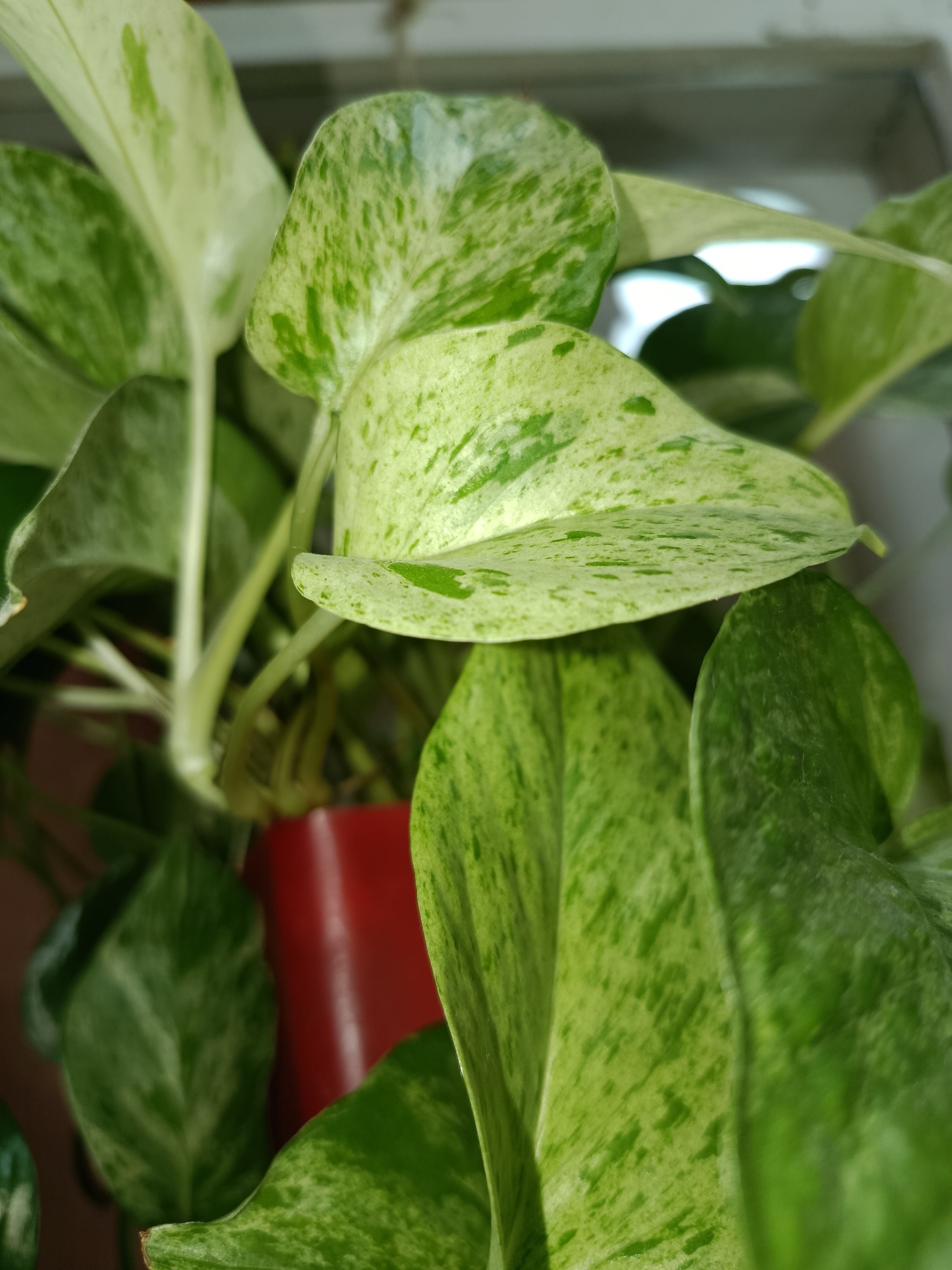 A close-up shot captures the marbled leaves of a Pothos plant, likely a Marble Queen variety, potted in a red container. The leaves display a variegated pattern of creamy white and various shades of green, with some leaves showing a more pronounced mottling than others. The focus is on the lush foliage, with the red pot and other plants softly blurred in the background. The lighting suggests an indoor setting, possibly near a window, with natural light illuminating the plant. The image appears to be taken in a residential or office environment in Tashkent, Uzbekistan.