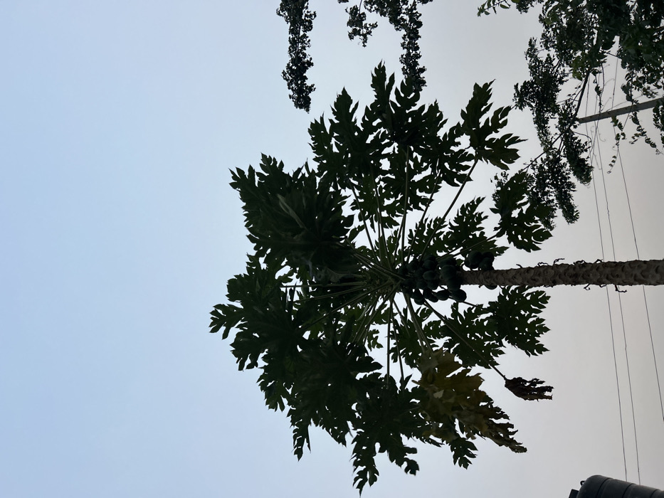 A low-angle shot showcases a papaya tree silhouetted against a pale sky. The tree's distinctive lobed leaves form a dense canopy, under which unripe papayas are visible. A rough, cylindrical trunk supports the leafy mass. Hanging vines and another tree occupy the upper right and center of the frame. Utility wires are also present.