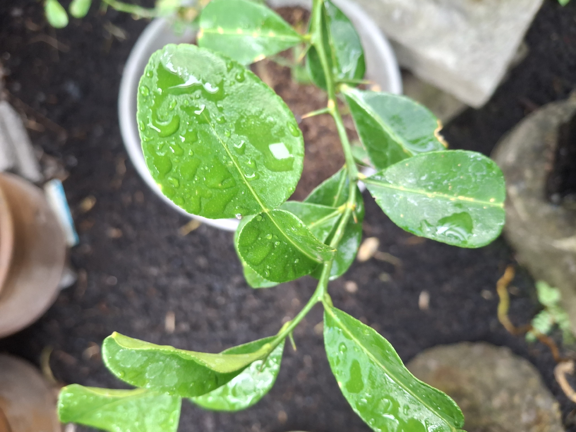 A close-up, overhead shot captures a small, leafy green plant in a white pot. The plant's leaves are covered in water droplets, indicating recent rain or watering. The pot sits on dark soil, with blurry rocks and more foliage visible in the background. The scene appears to be outdoors, possibly in a garden or yard in Lumajang, Indonesia. There are no people or animals present in the image. The lighting is natural, and the focus is sharp on the plant and its leaves.