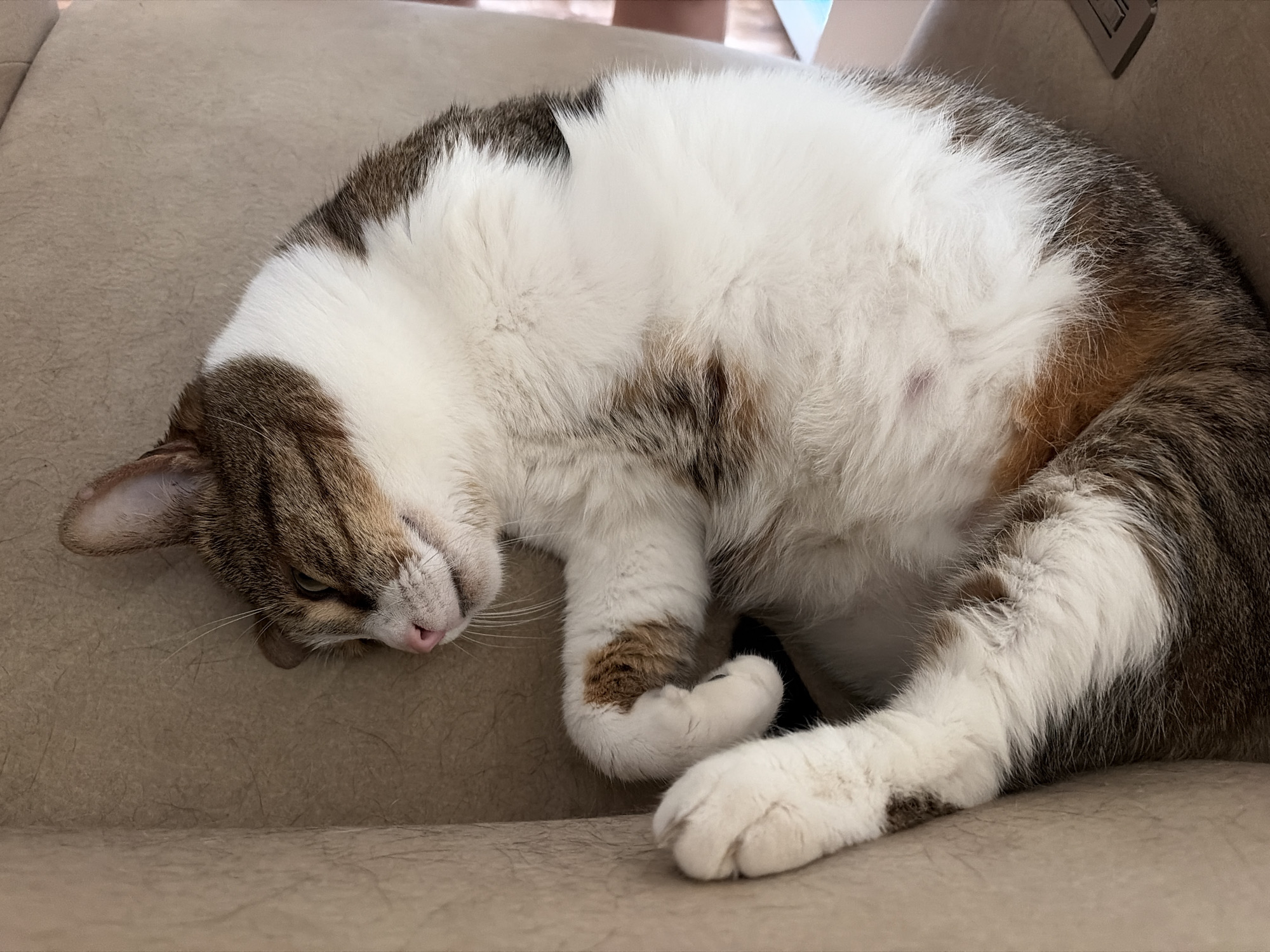 A tabby and white cat is sleeping curled up on a light beige chair. The cat is lying on its side, with its head resting on its paws. Its eyes are closed, and its mouth is slightly open, giving the appearance of a relaxed smile. The cat's fur is soft and fluffy, with patches of white, brown, and black. The chair appears to be made of fabric and has a textured surface. The background is blurred, but it seems to be an indoor setting. The lighting is soft and natural, suggesting it might be daytime.