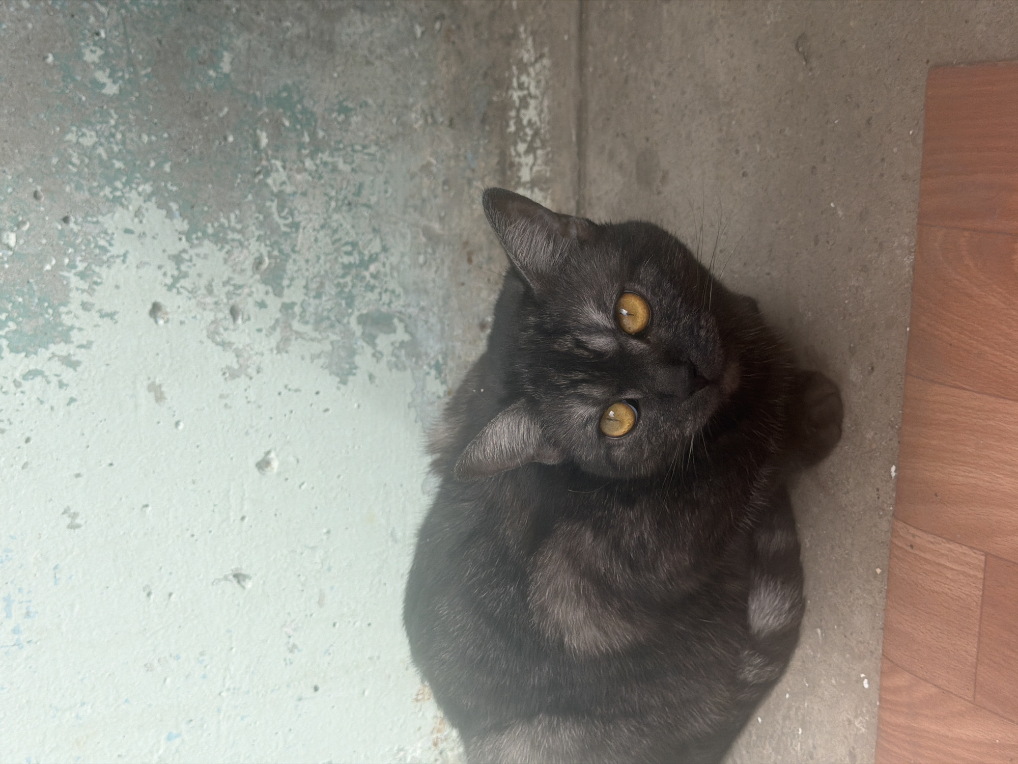 A black cat with golden eyes is sitting in the corner of a room. The walls are painted with light blue paint that is peeling, and the floor is made of brown wooden planks. The photo does not provide information about the location in Naberezhnye Chelny, Russia.