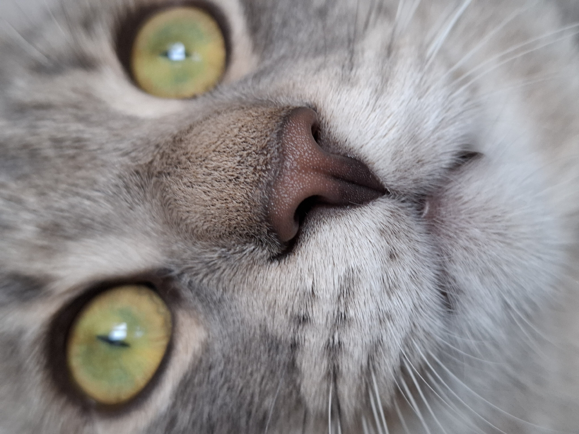 The image presents a forensic close-up of a domestic cat's facial features, encompassing its eyes, nose, and upper muzzle. The cat possesses short, dense, grey-patterned fur, which lightens to a grey-white around the muzzle area. Both eyes feature striking chartreuse green irises with a yellow-orange peripheral tint, containing vertically slit, black pupils that reflect an indeterminate light source. The nose is pinkish-brown, textured, and appears moist, displaying two distinct nostril apertures. Numerous long, white vibrissae extend horizontally from the muzzle, prominent on both the left and right sides of the image. A slight protrusion, potentially a tooth or gum line, is faintly visible below the nose on the right. The scene is devoid of background or environmental context, precluding the determination of any specific location in Novi Sad, Serbia, or any other geographical area based on the visual evidence.