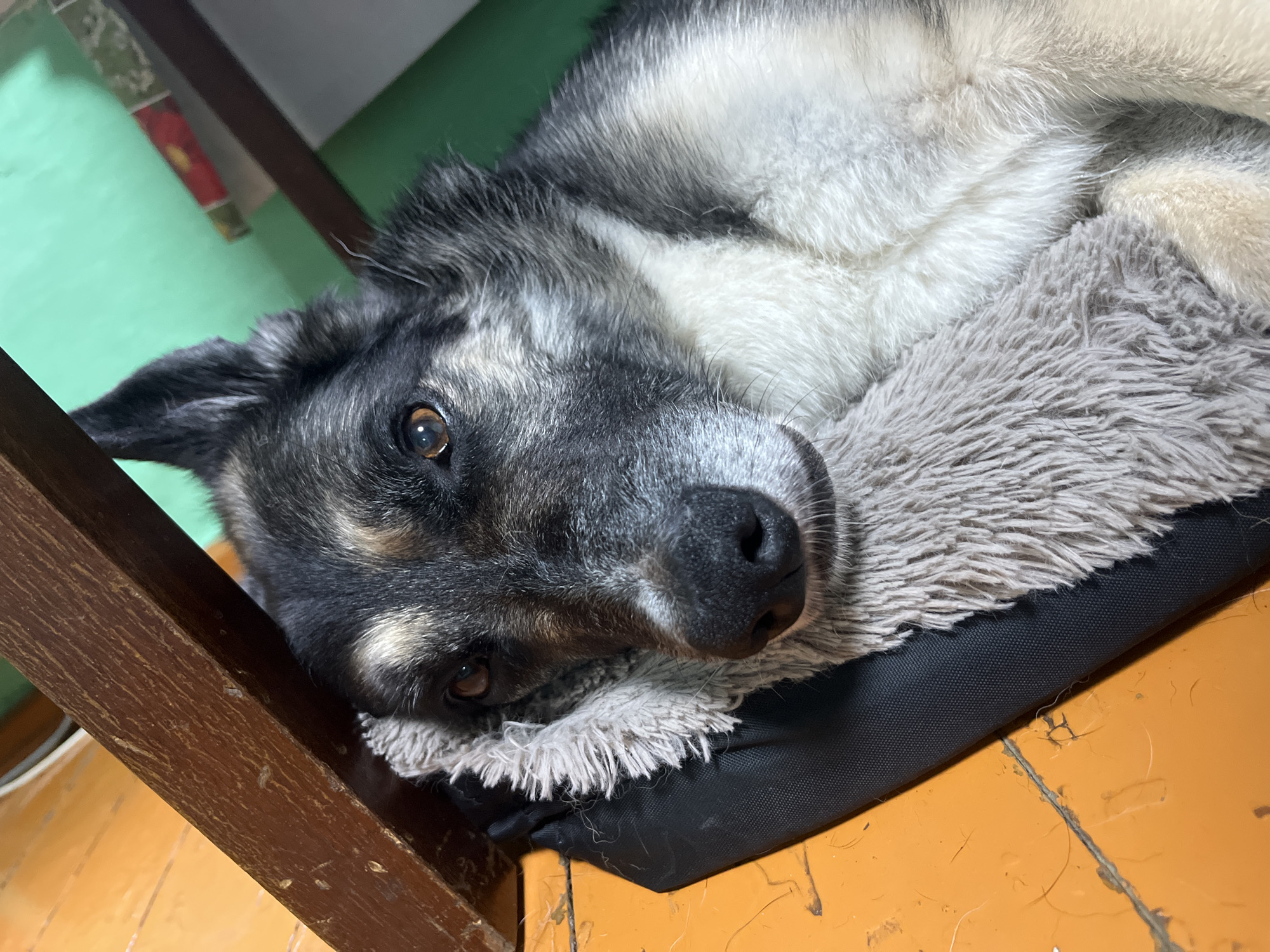 The image shows a medium-sized dog lying down on a fuzzy gray dog bed, which is placed on an orange wooden floor. The dog has a black, gray, and white coat, with markings around its eyes and muzzle. Its eyes are open and looking towards the camera. The dog appears relaxed. In the background, a green wall is visible, along with a brown wooden structure that seems to be part of a chair or table. The lighting suggests it might be daytime indoors. The overall scene is domestic and casual. No text is visible in the image. The location context is Nizhny Tagil, Russia.